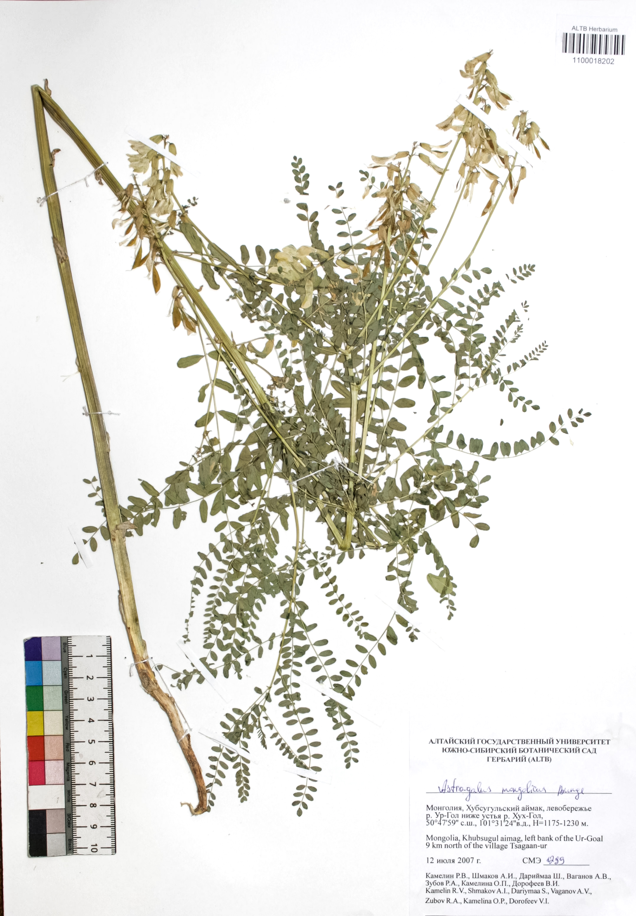 Astragalus mongolicus Bunge