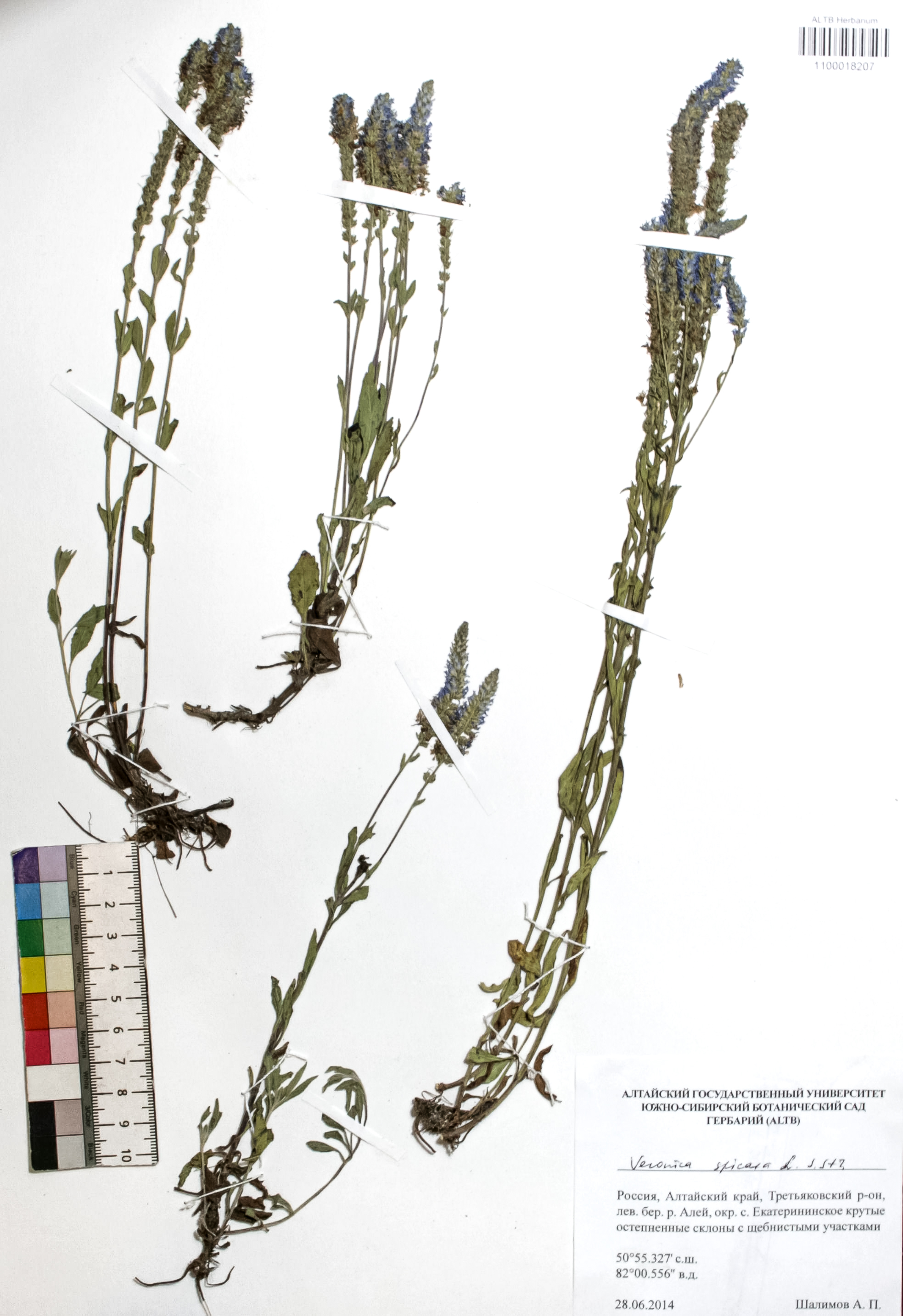 Veronica spicata L.