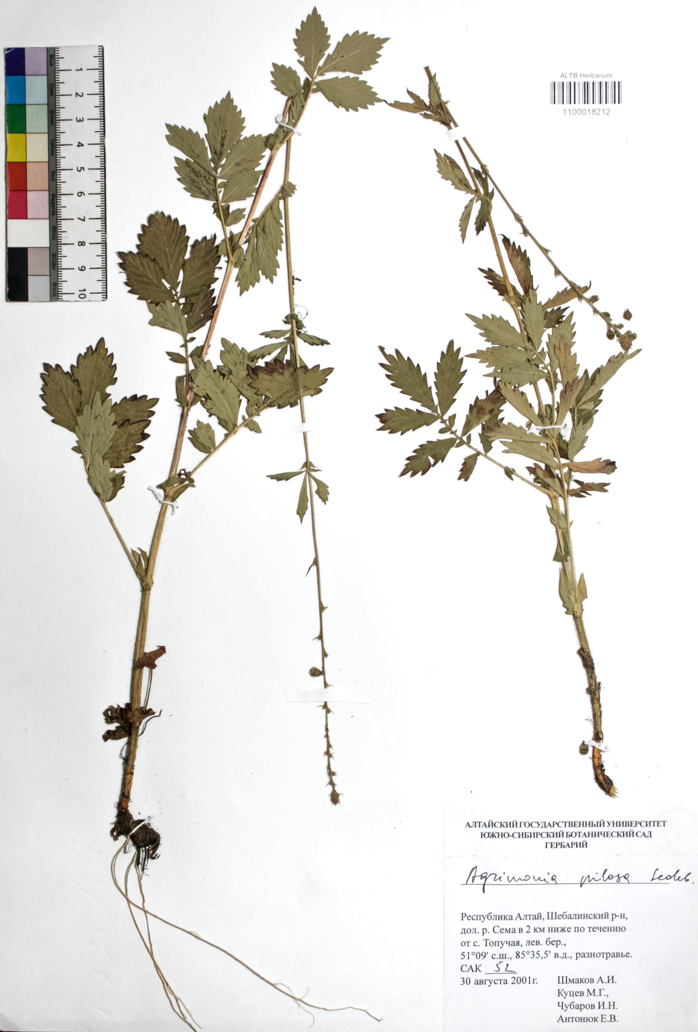Agrimonia pilosa Ledeb.