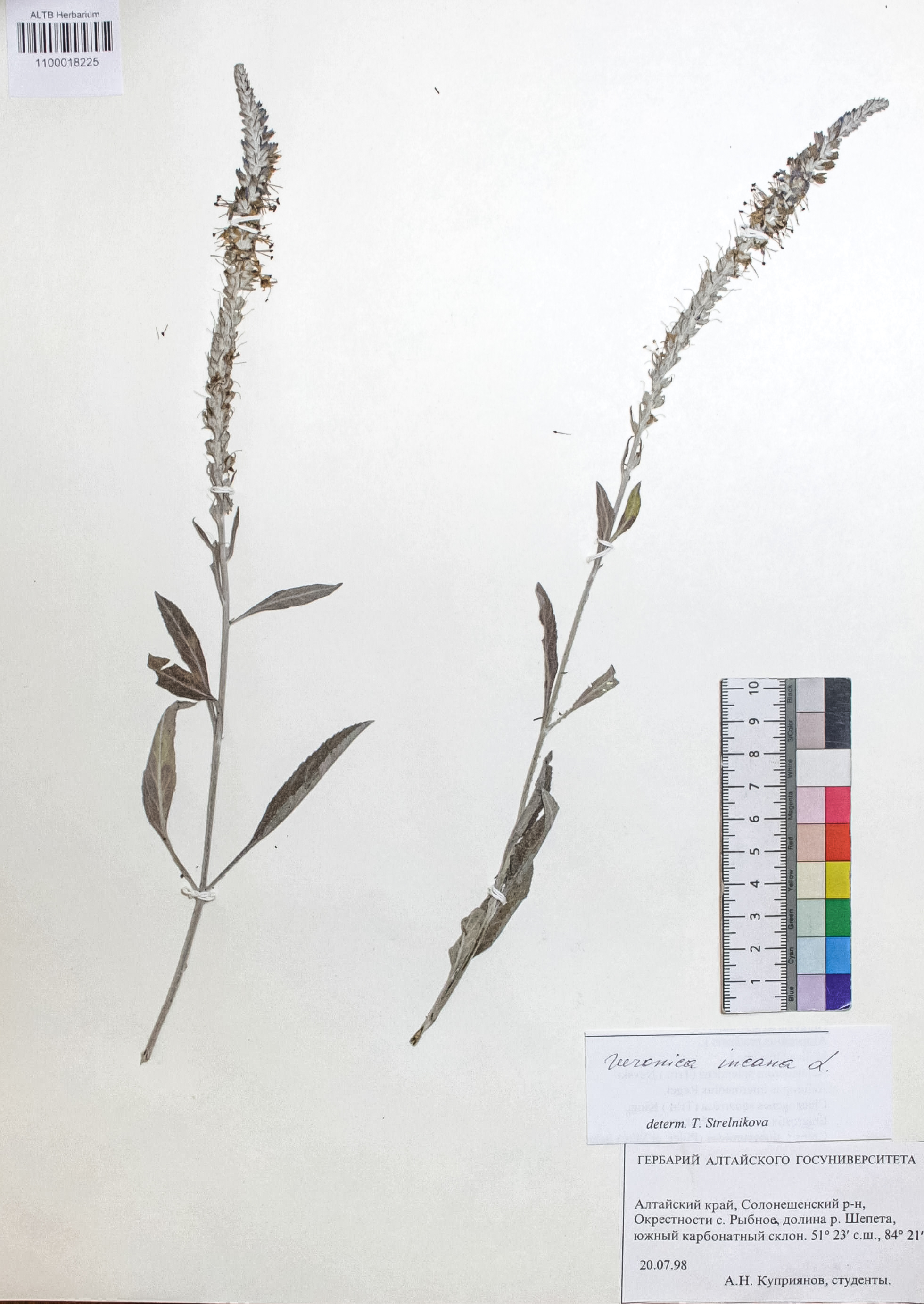 Veronica incana L.