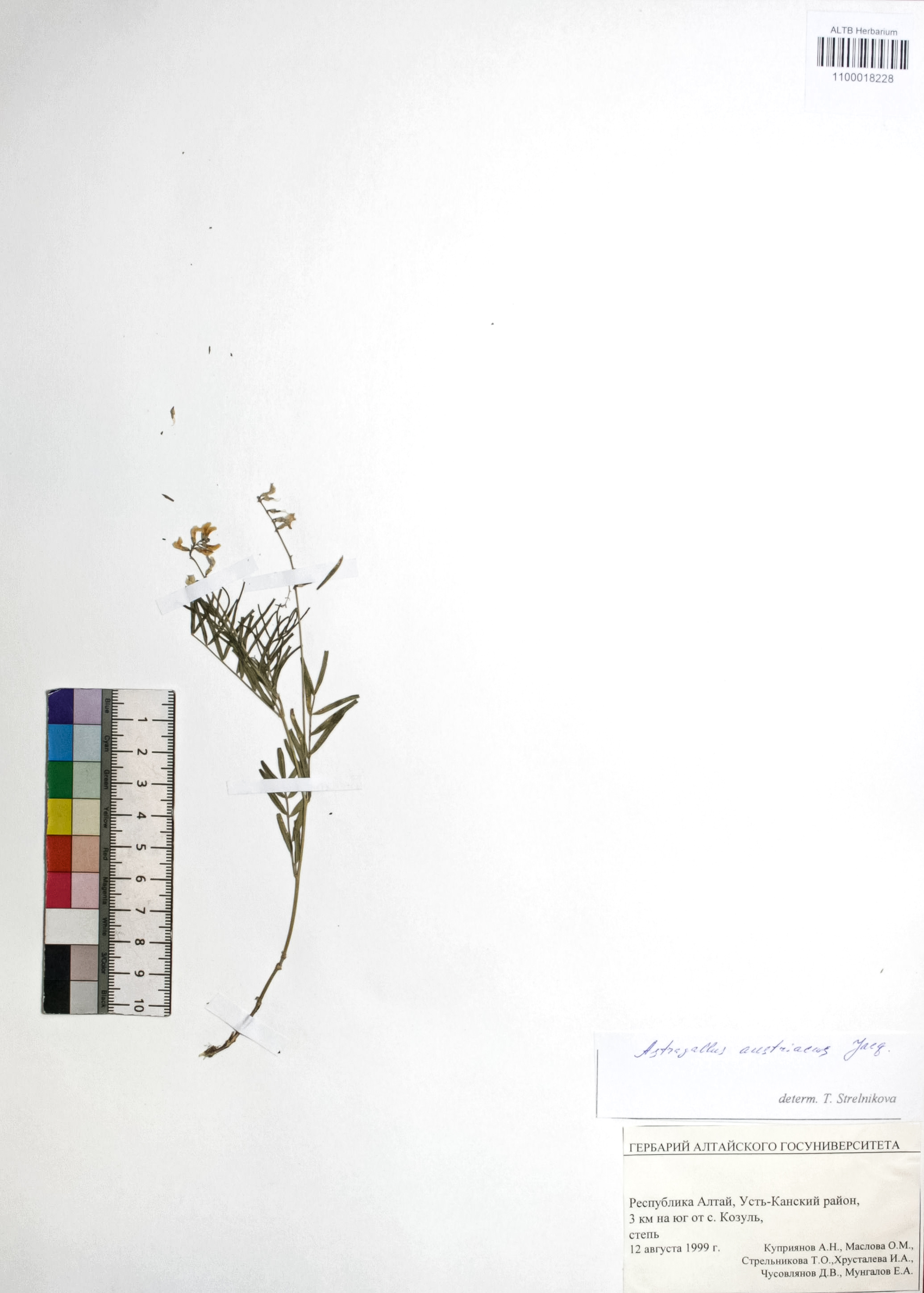 Astragalus austriacus Jacq.