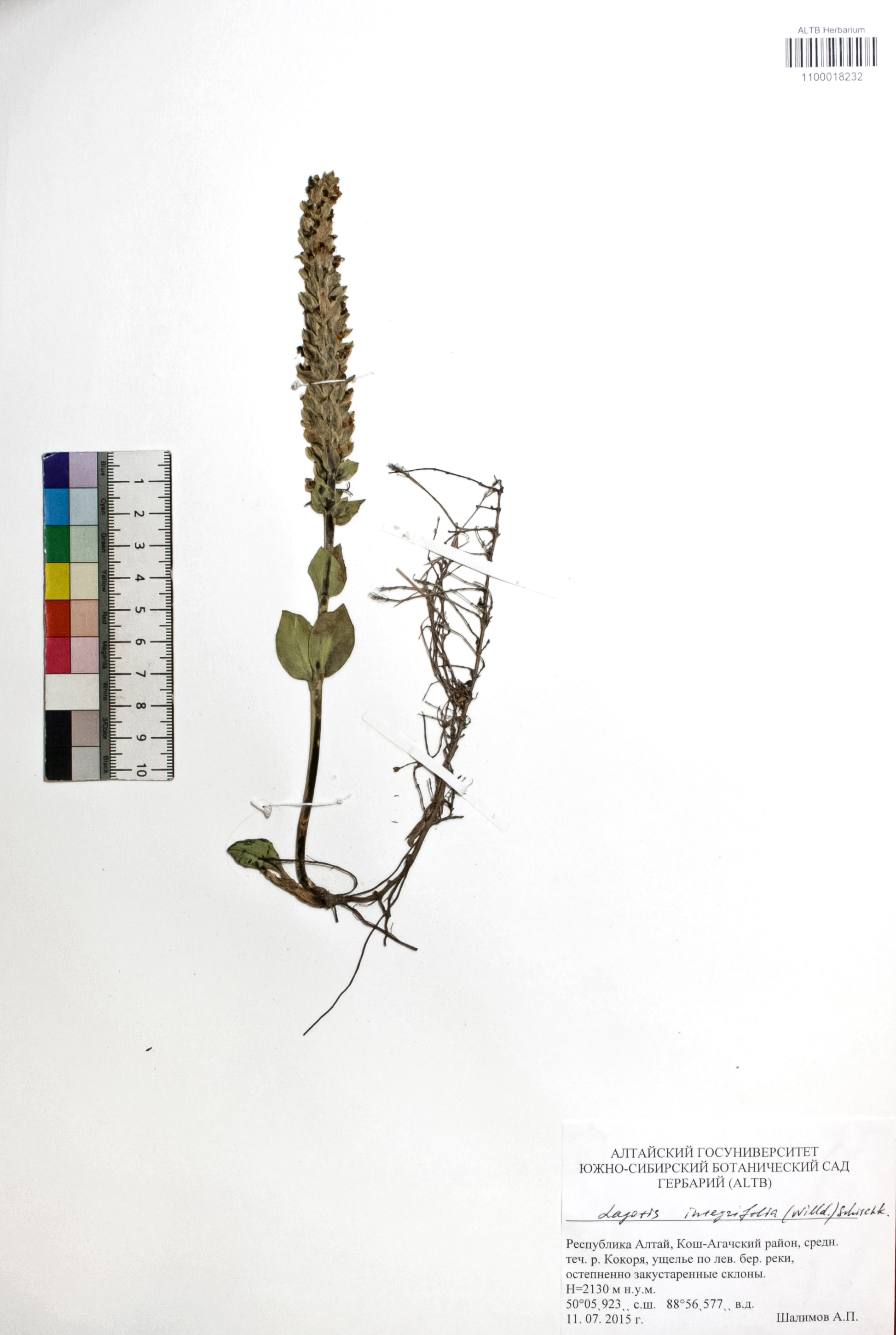 Lagotis integrifolia (Willd.) Schischk.