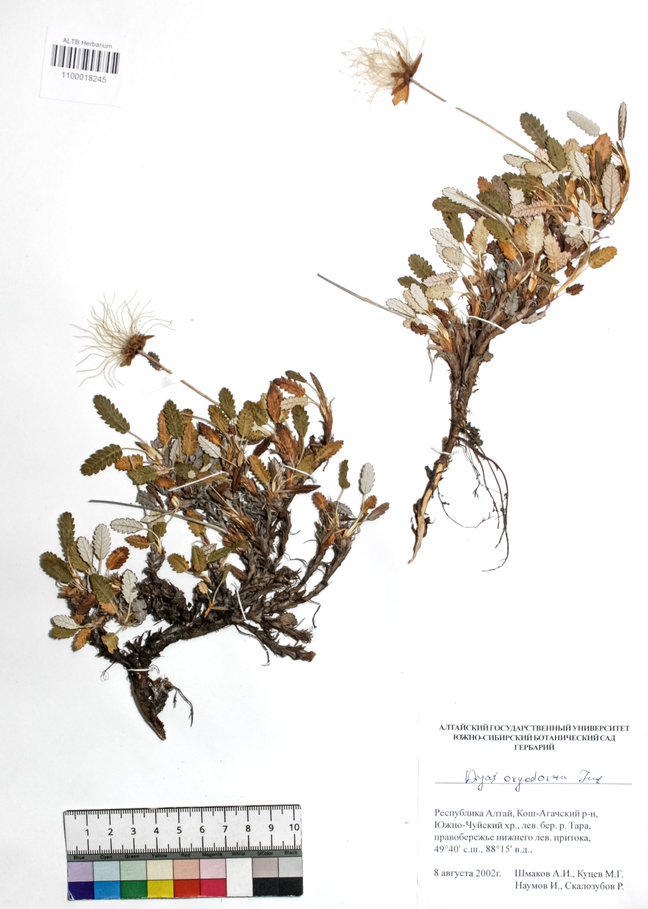 Dryas oxyodonta Juz.