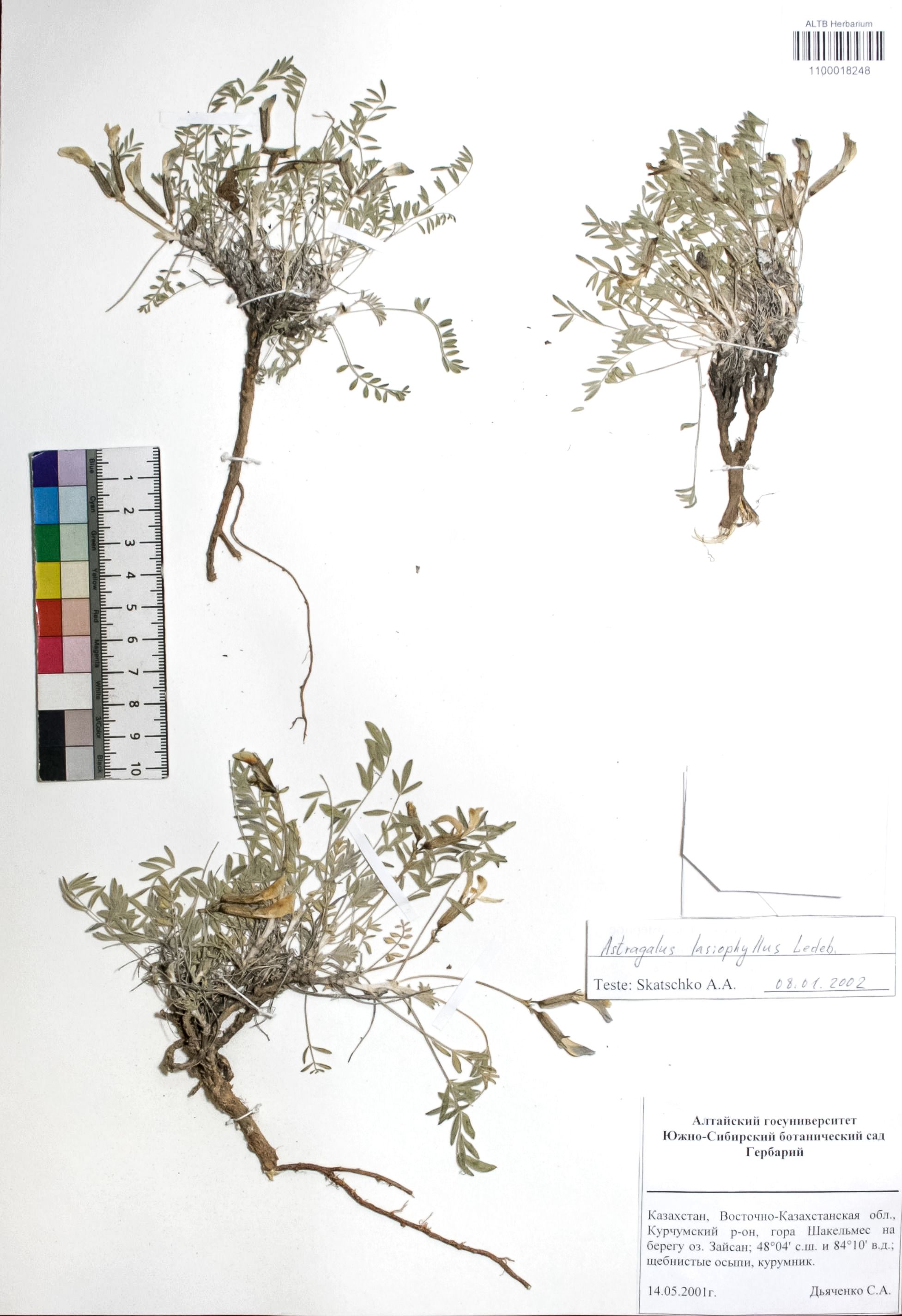 Astragalus lasiophyllus Ledeb.