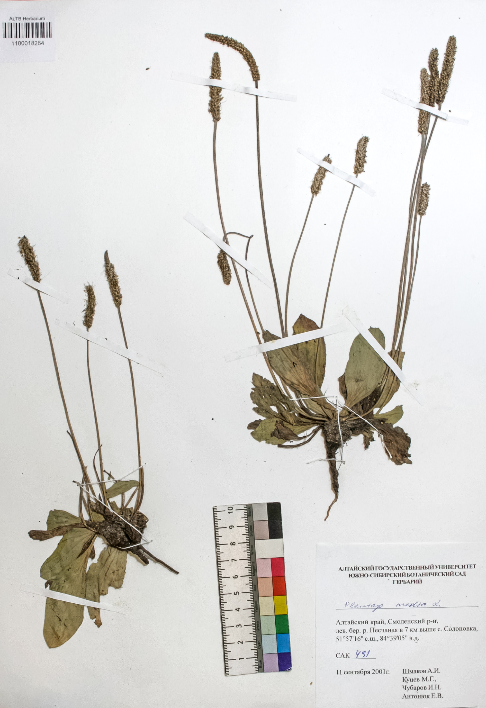 Plantago media L.