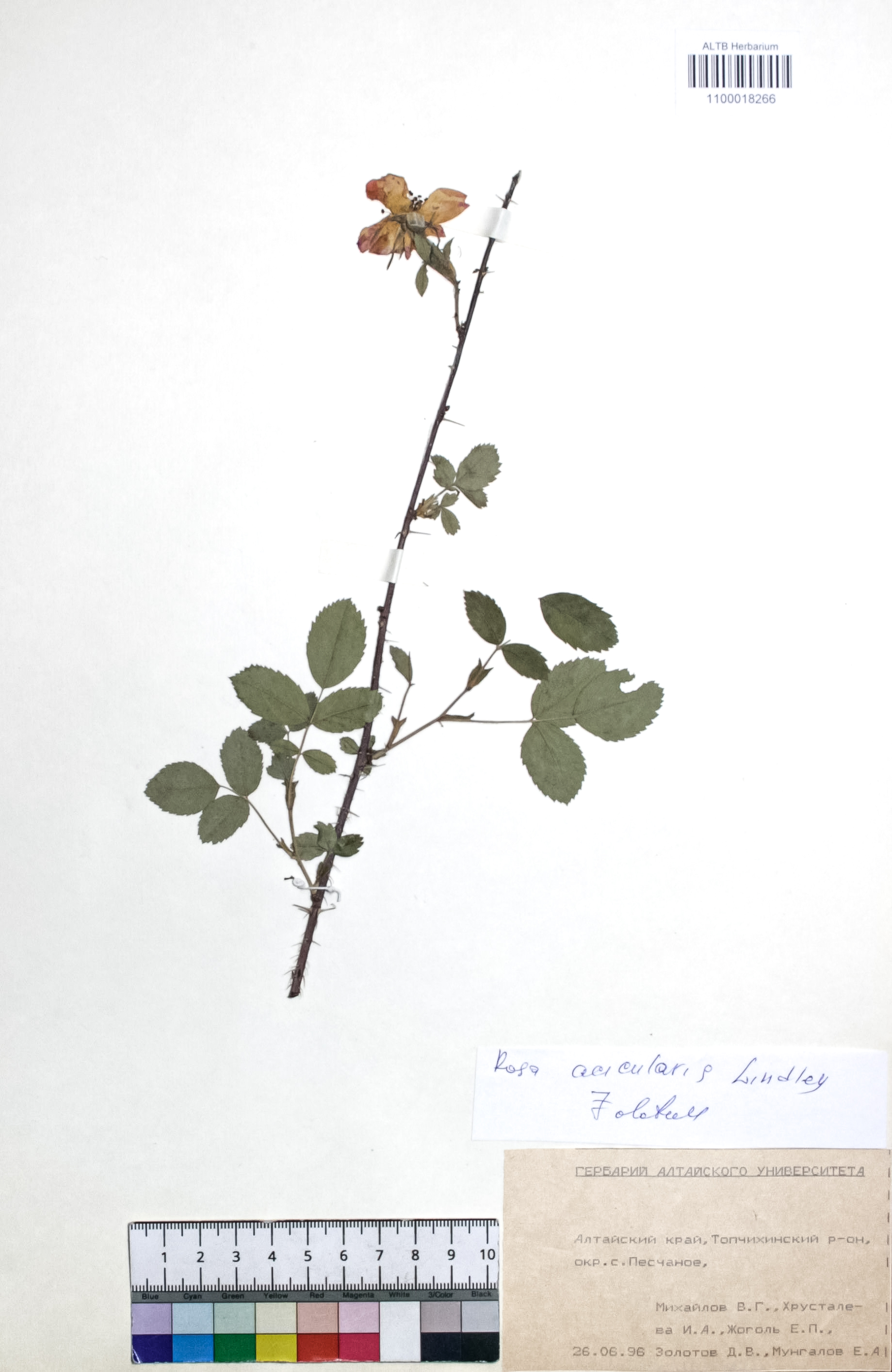 Rosa acicularis Lindl.