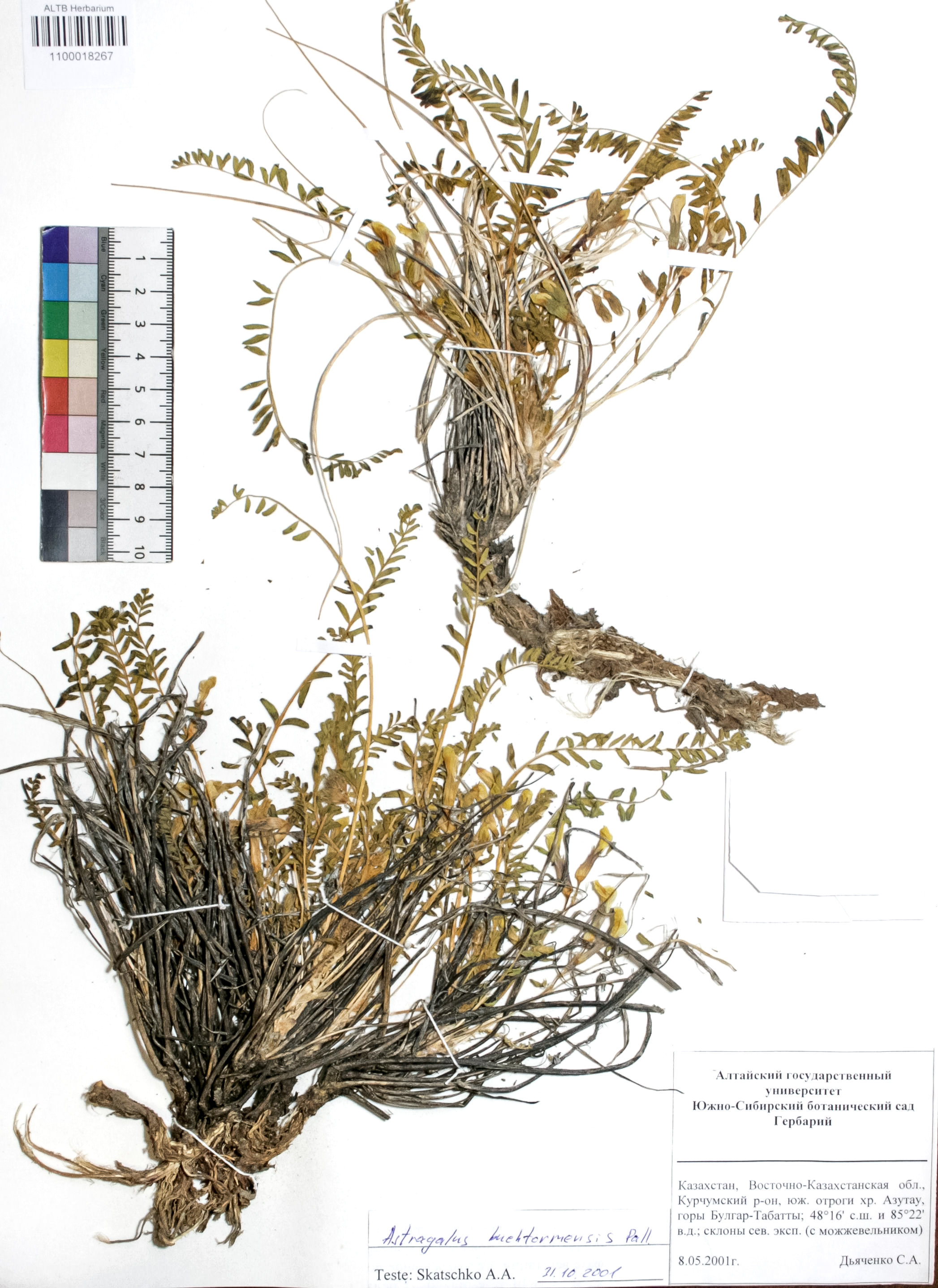 Astragalus buchtormensis Pall.