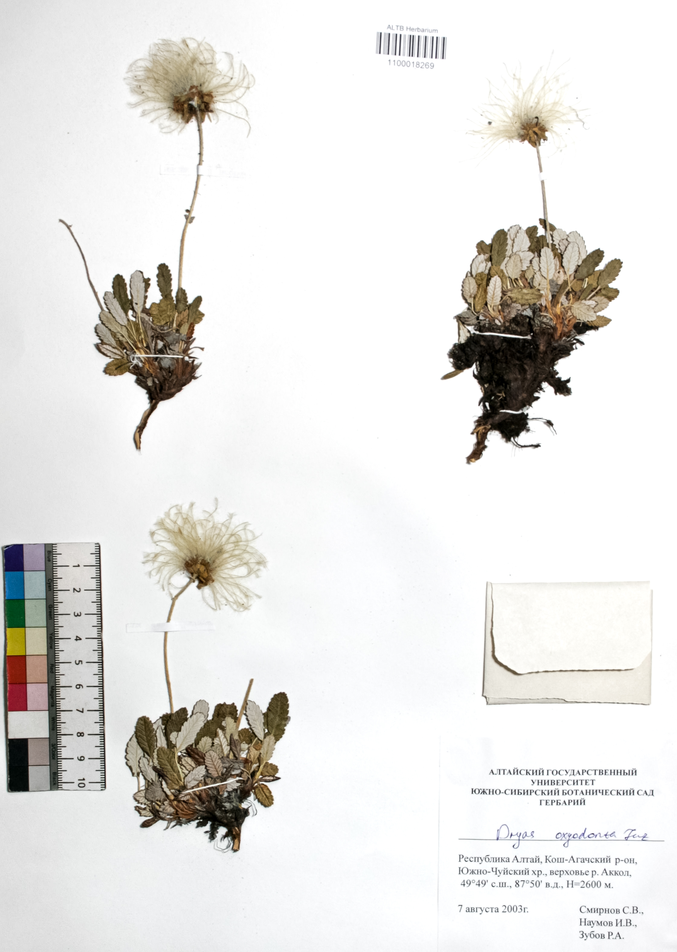 Dryas oxyodonta Juz.