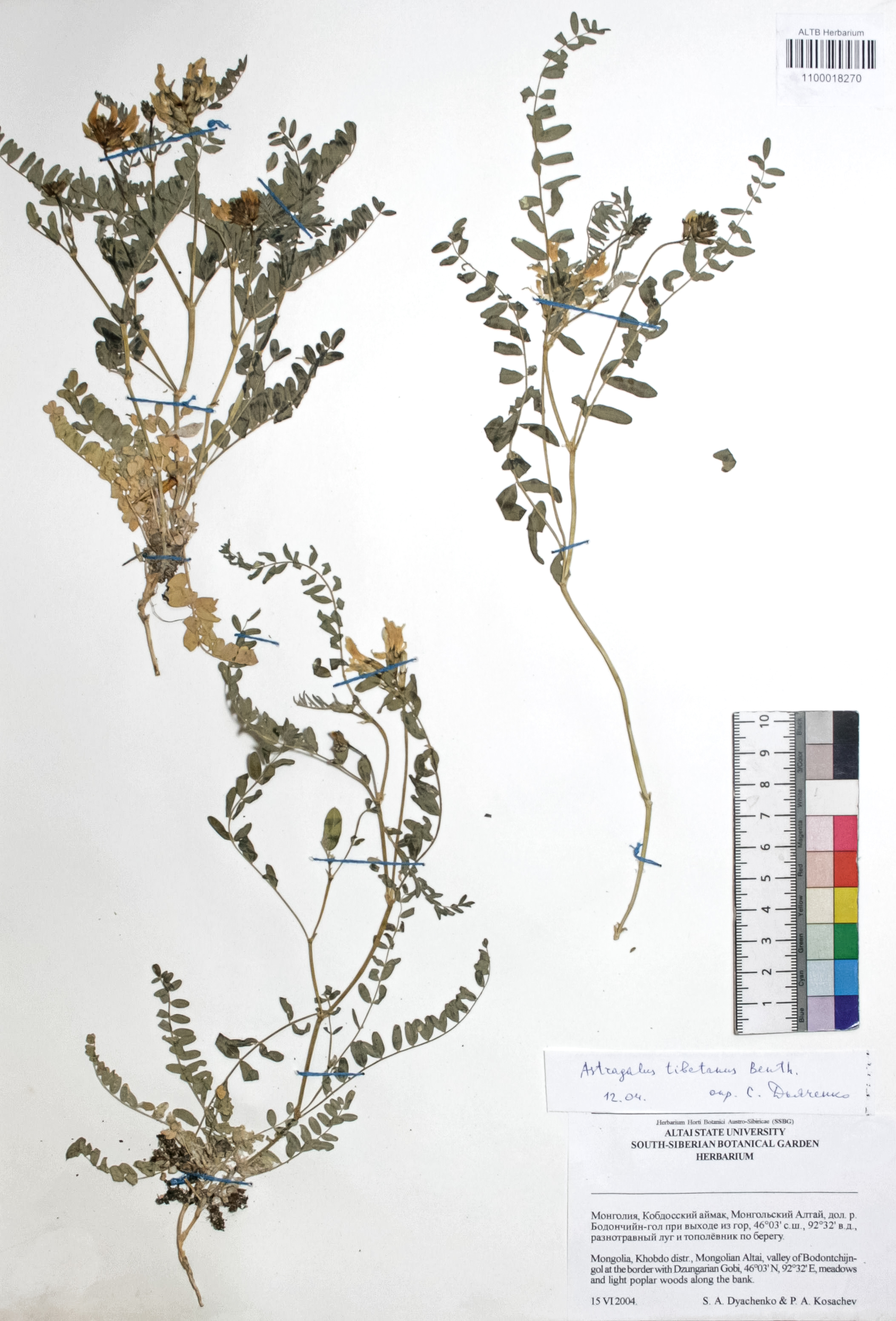 Astragalus tibetanus Benth. ex Bunge