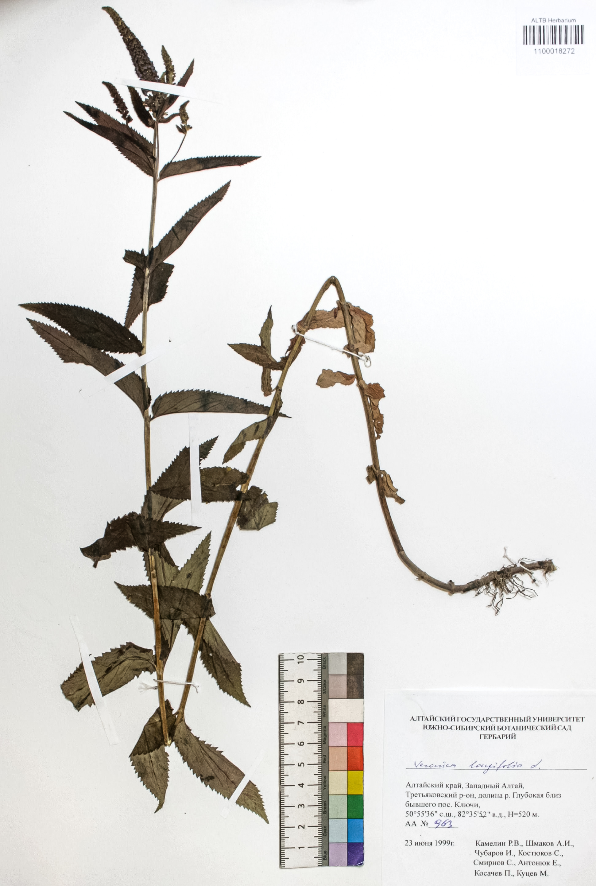Veronica longifolia L.