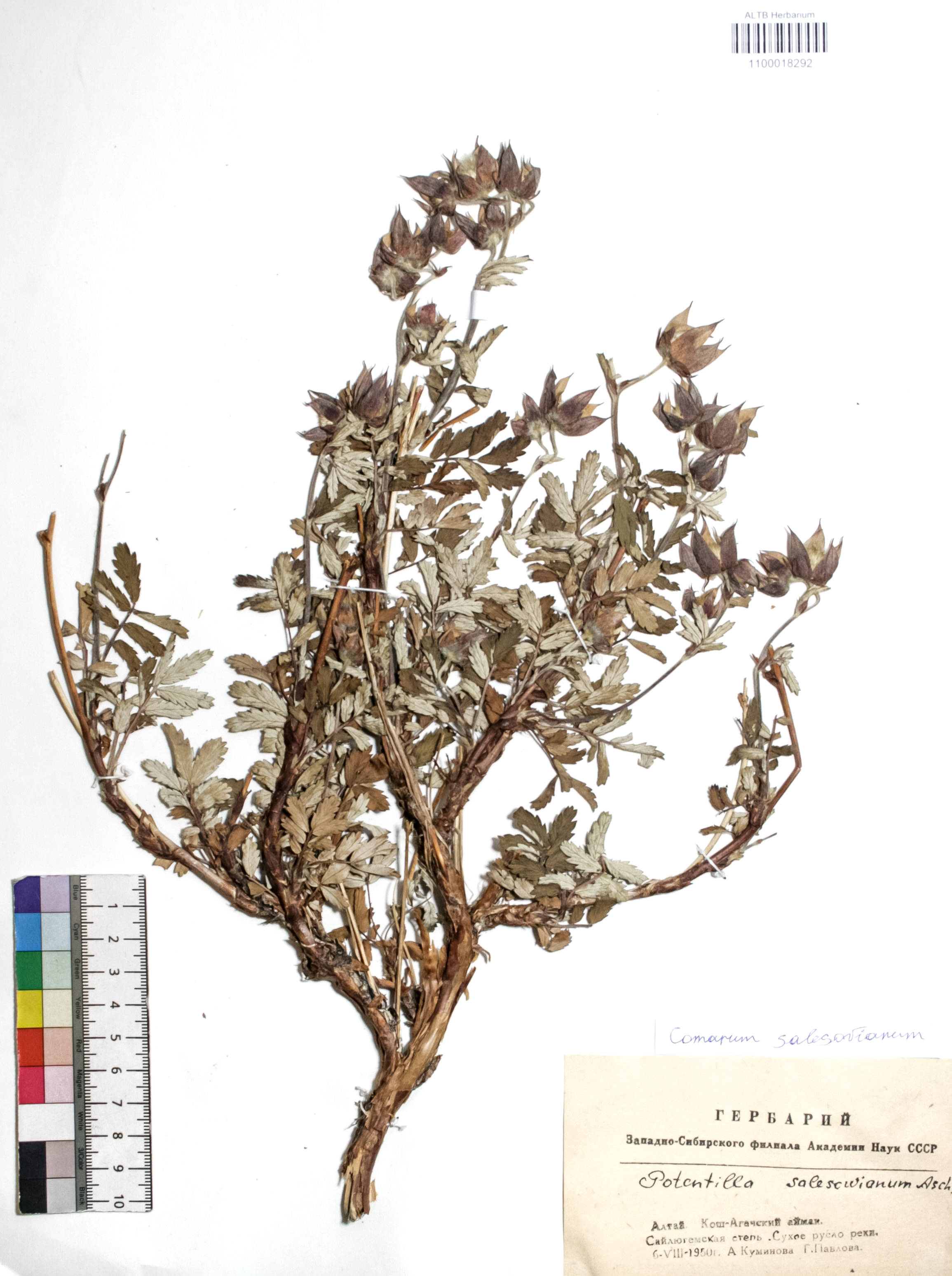 Comarum salesovianum (Steph) Asch. et Graebn.