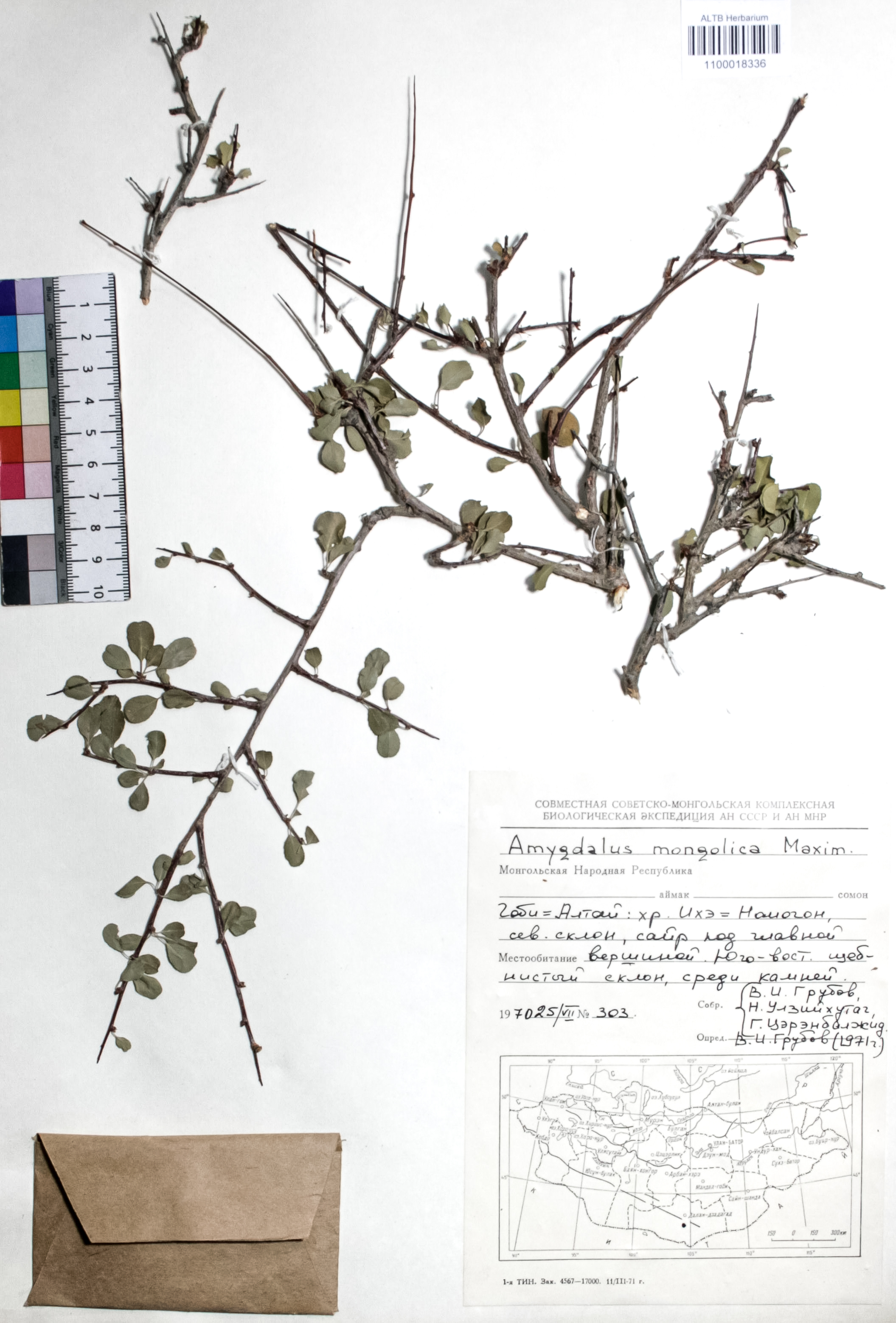 Amygdalus mongolica Maxim.