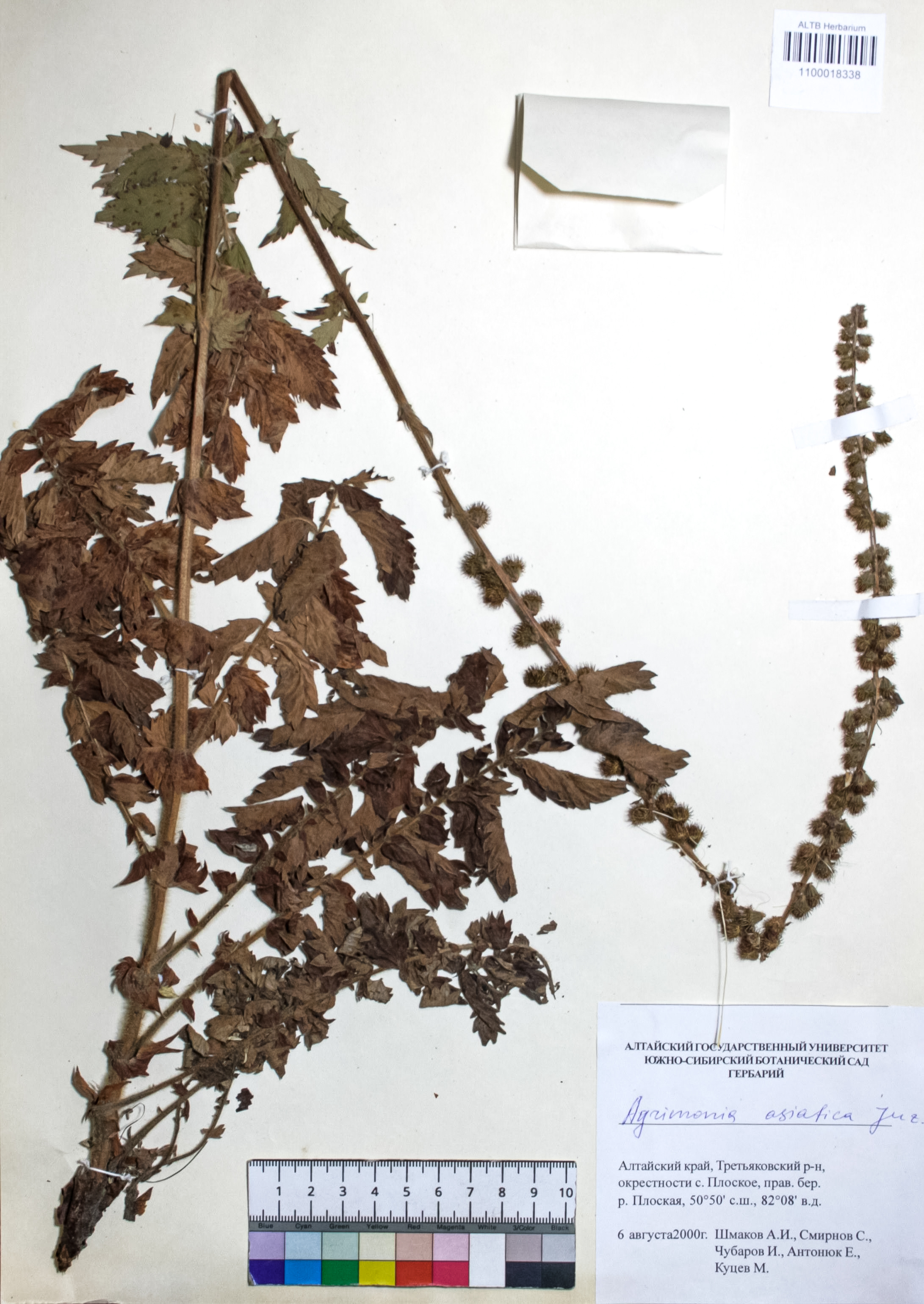 Agrimonia asiatica Juz.