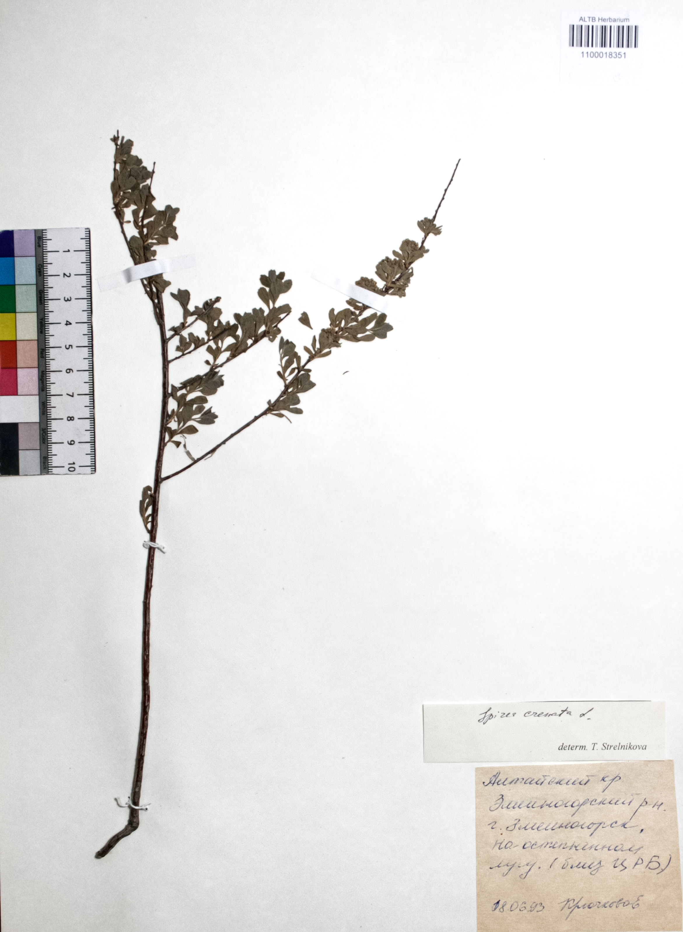 Spiraea crenata L.