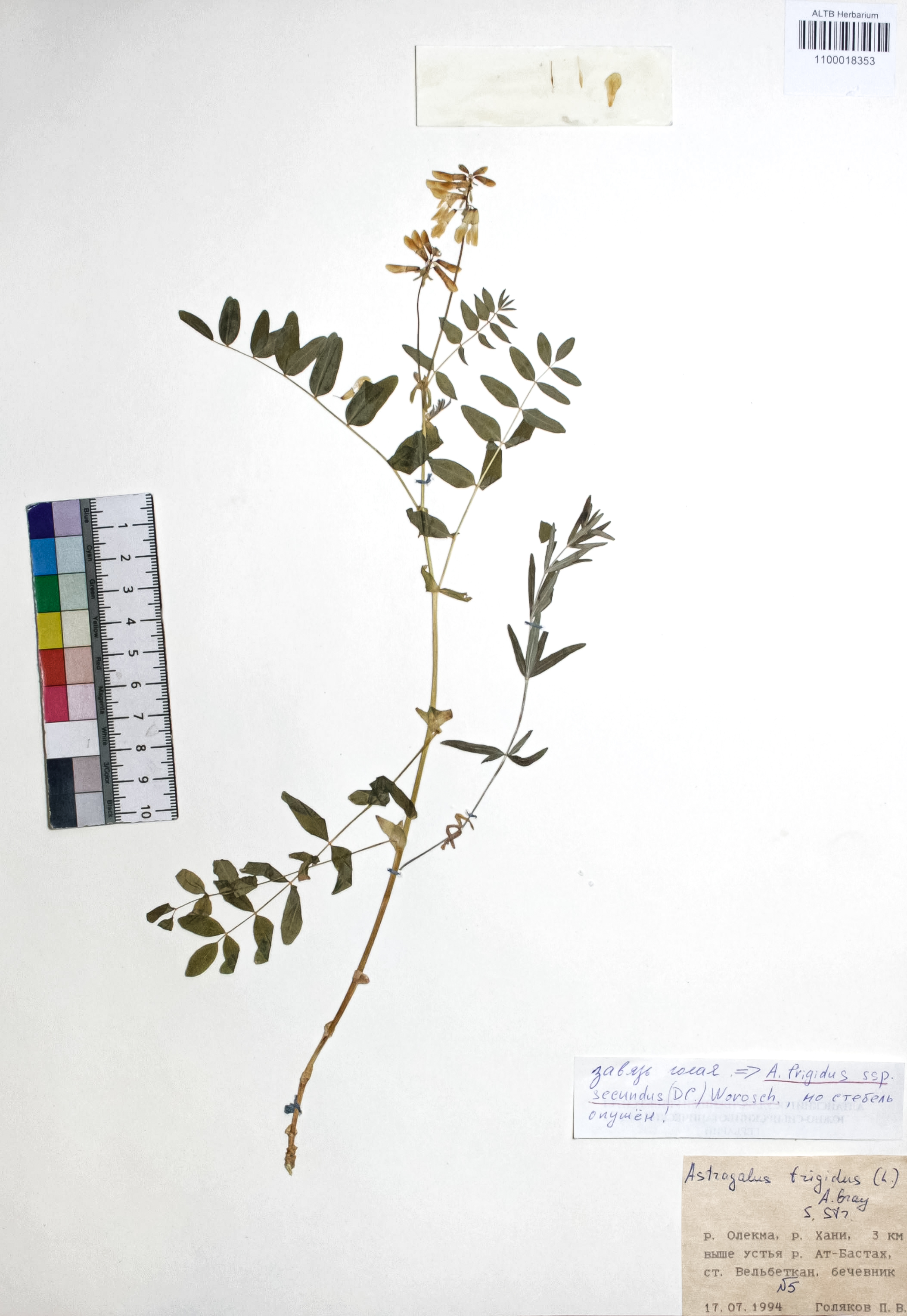 Astragalus frigidus (L.) A. Gray