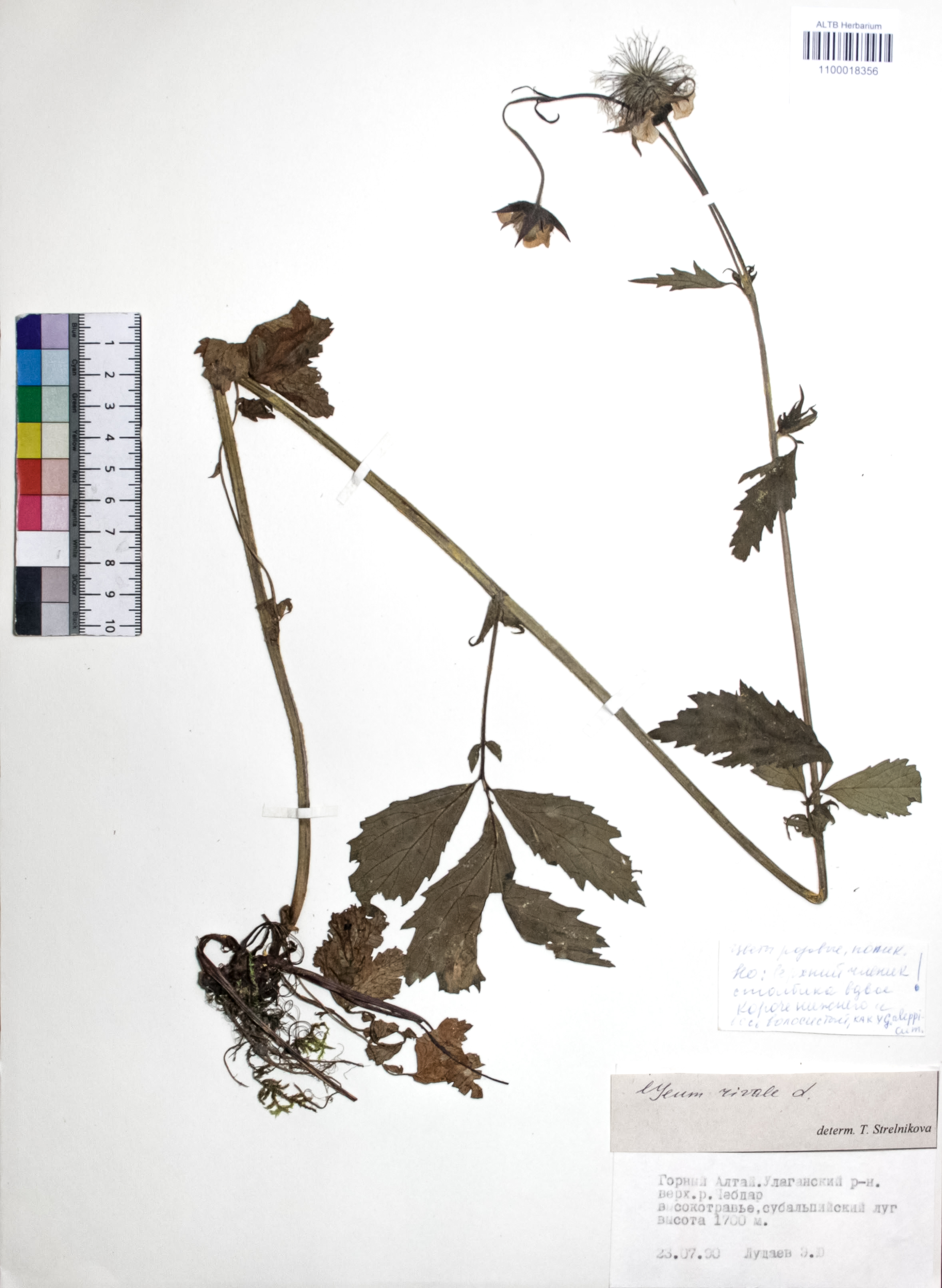 Geum rivale L.