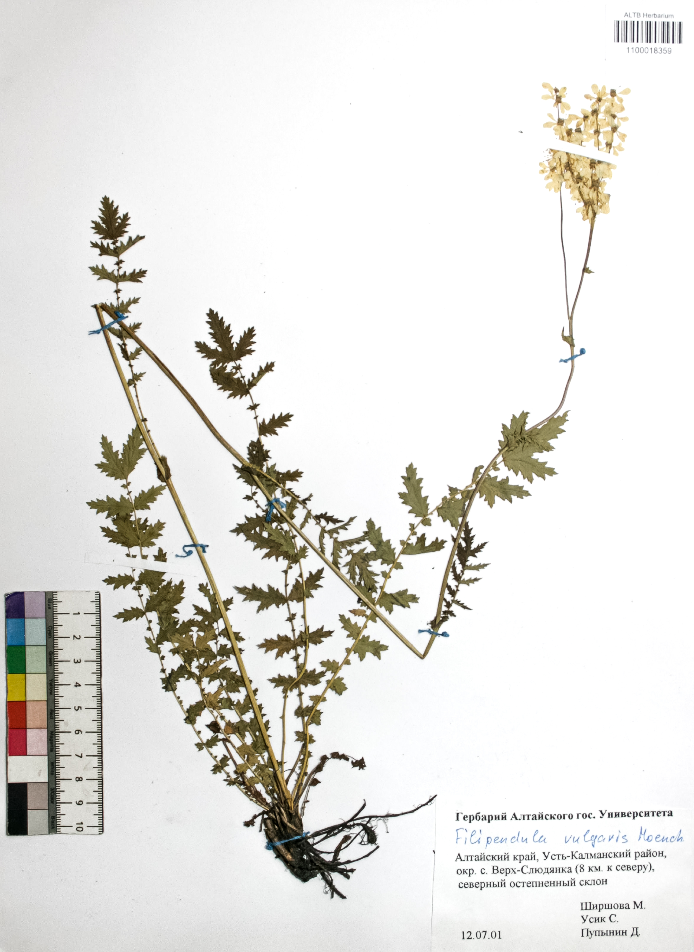 Filipendula vulgaris Moench