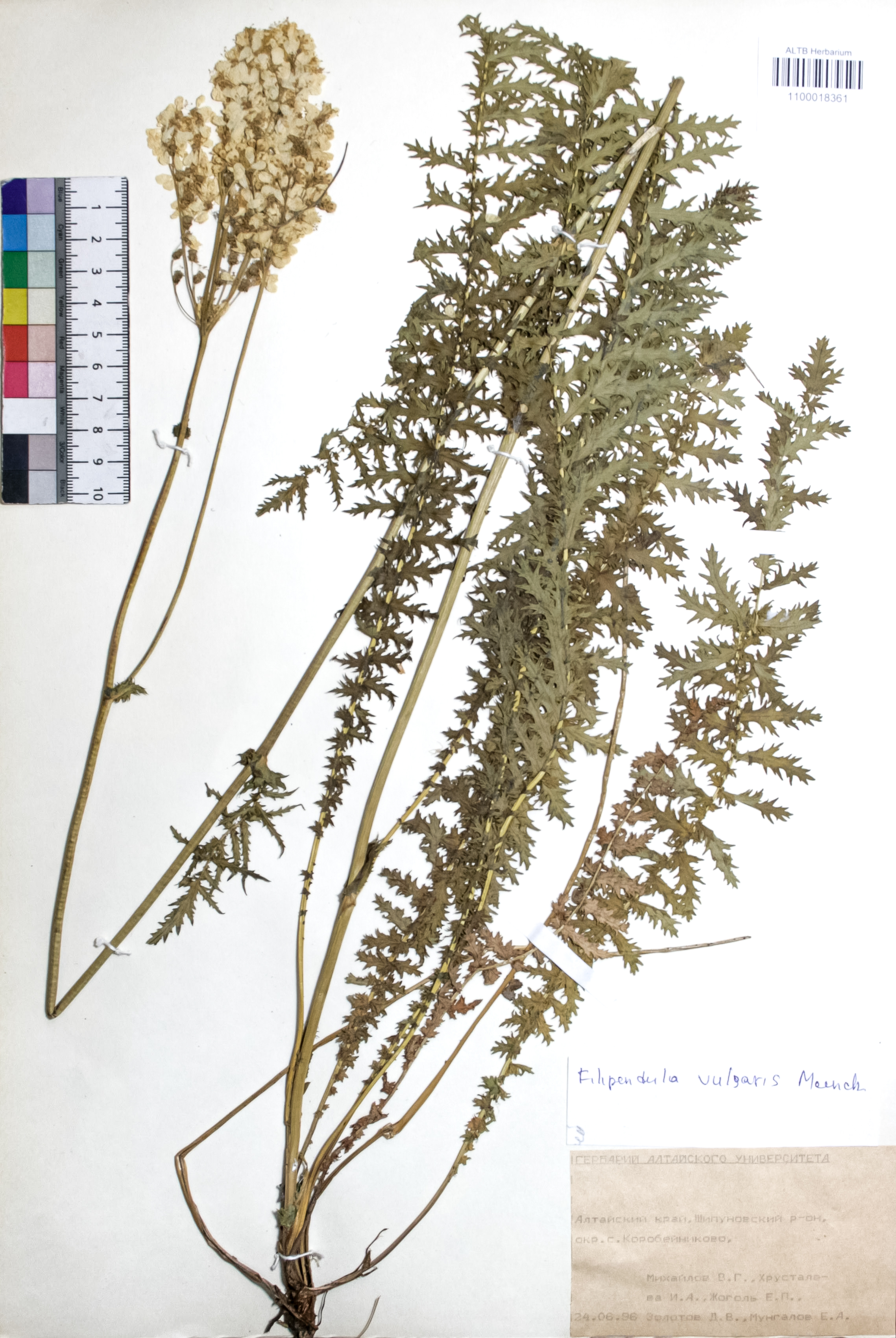 Filipendula vulgaris Moench