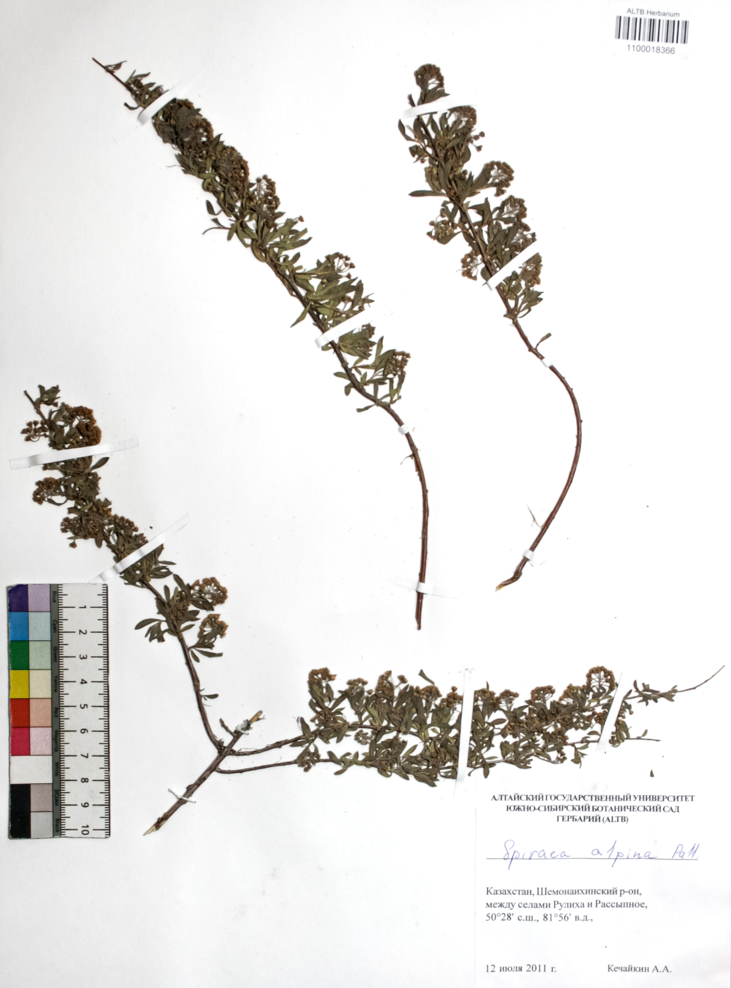 Spiraea alpina Pall.