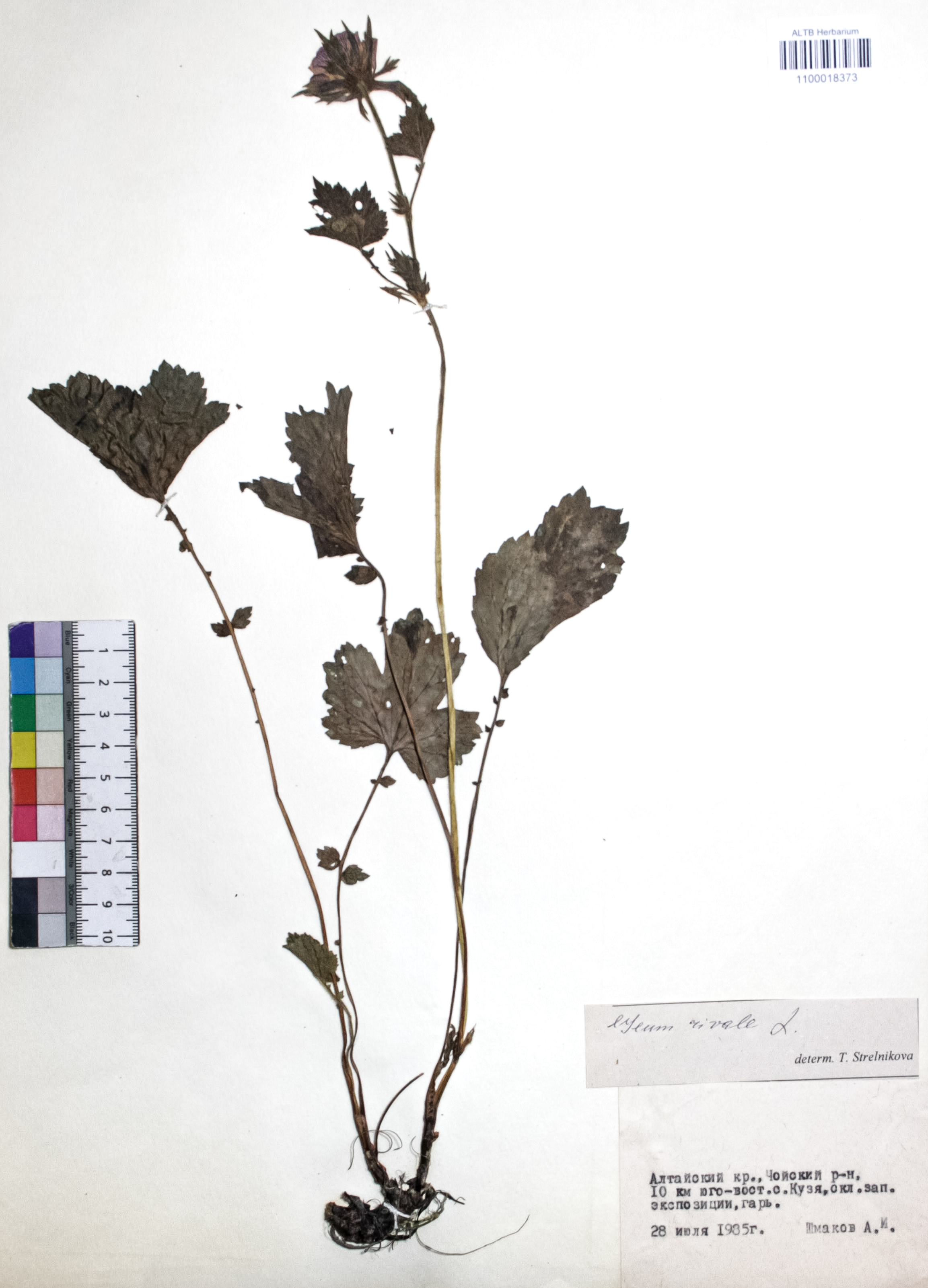 Geum rivale L.