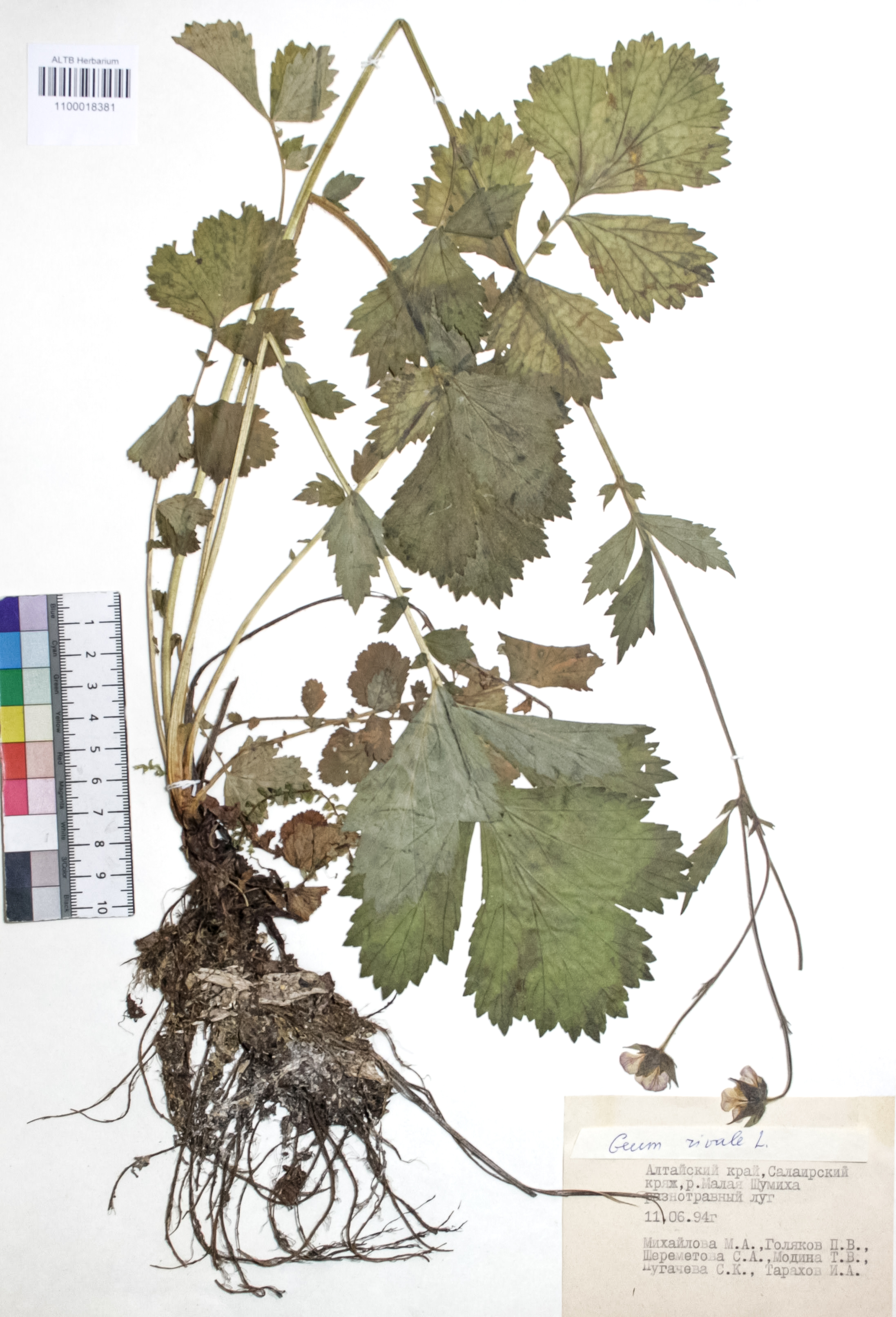 Geum rivale L.