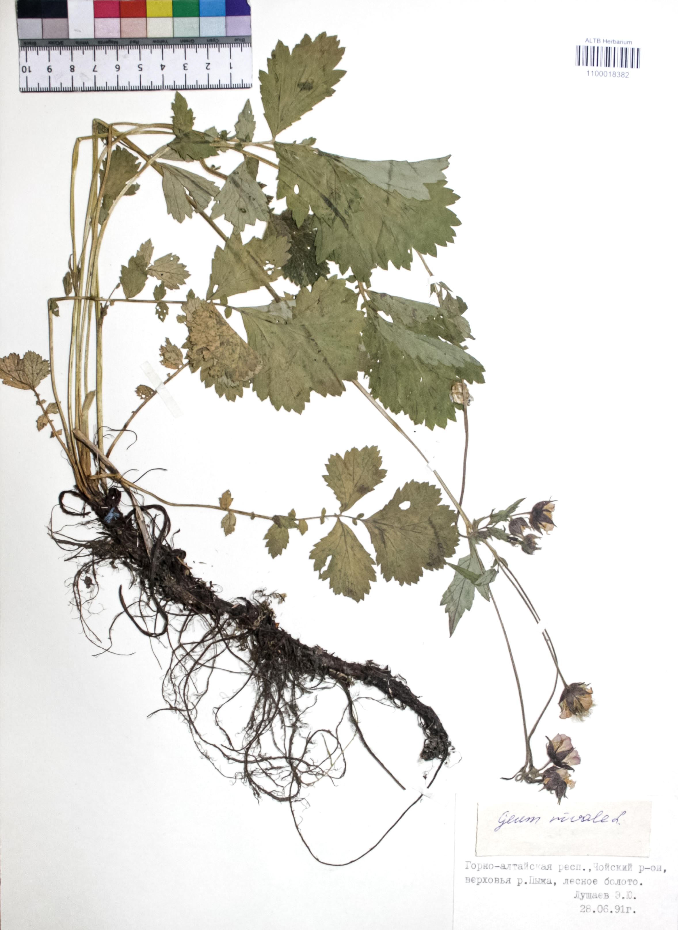 Geum rivale L.