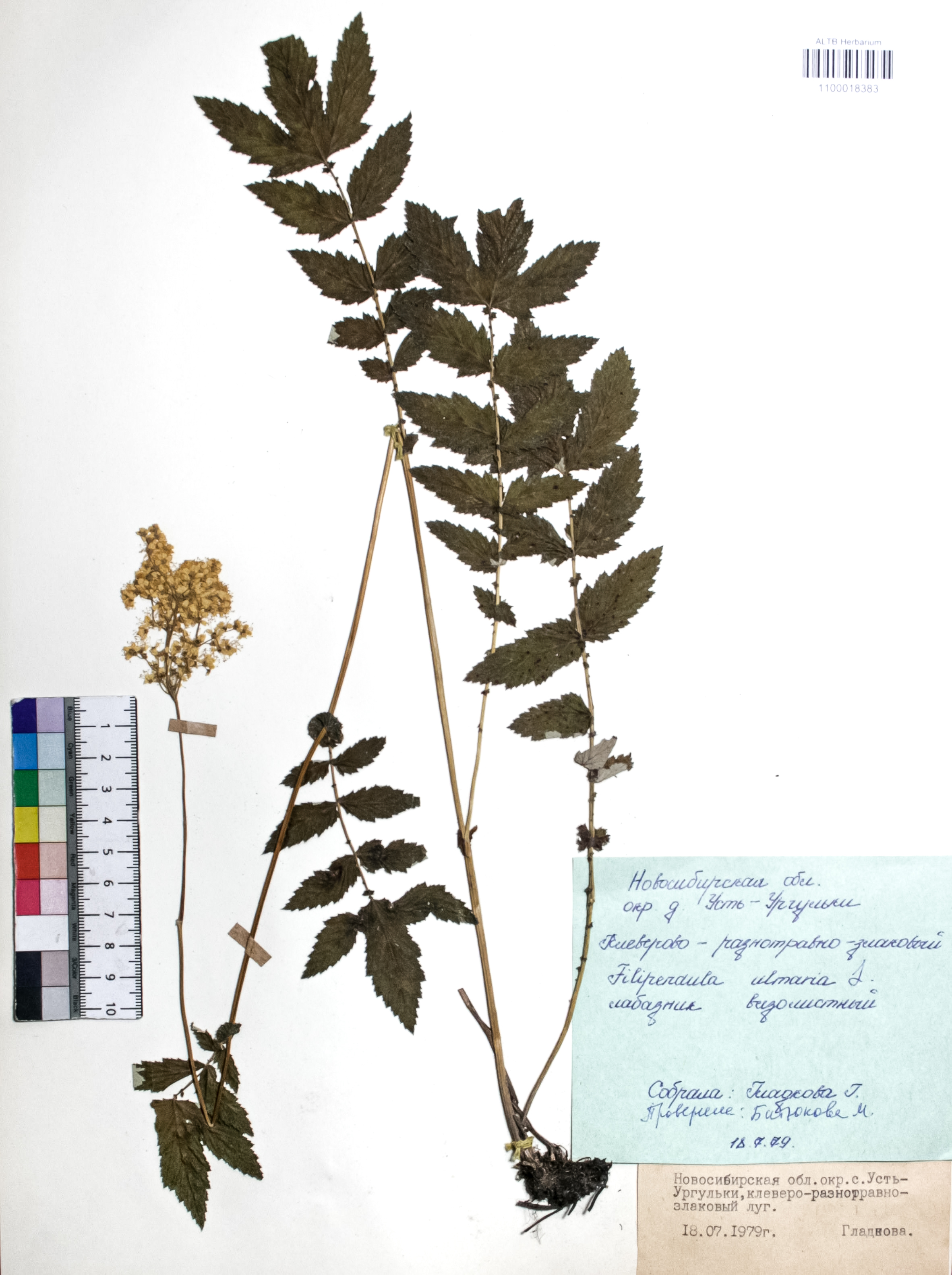 Filipendula ulmaria (L.) Maxim.