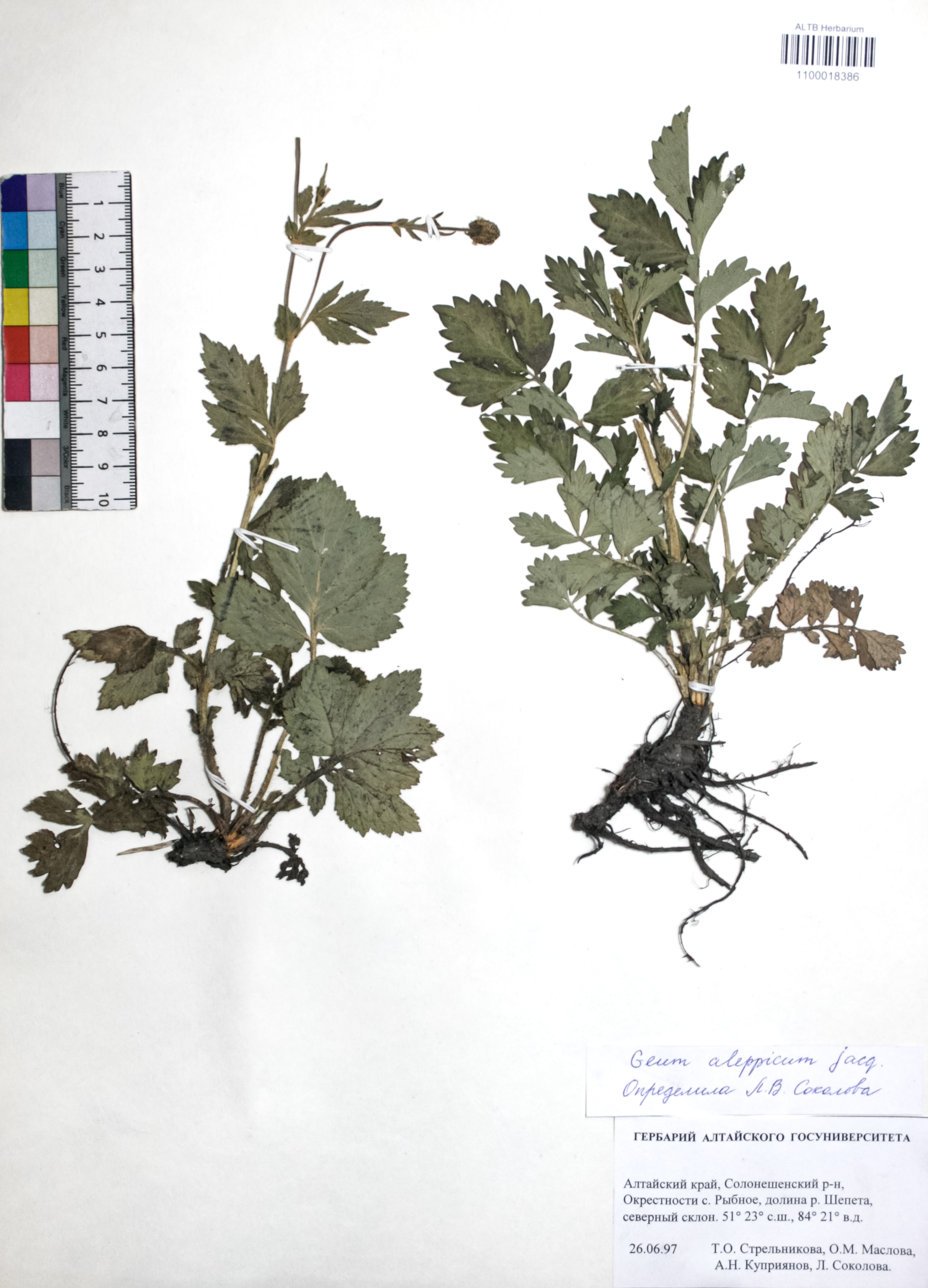 Geum aleppicum Jacq.