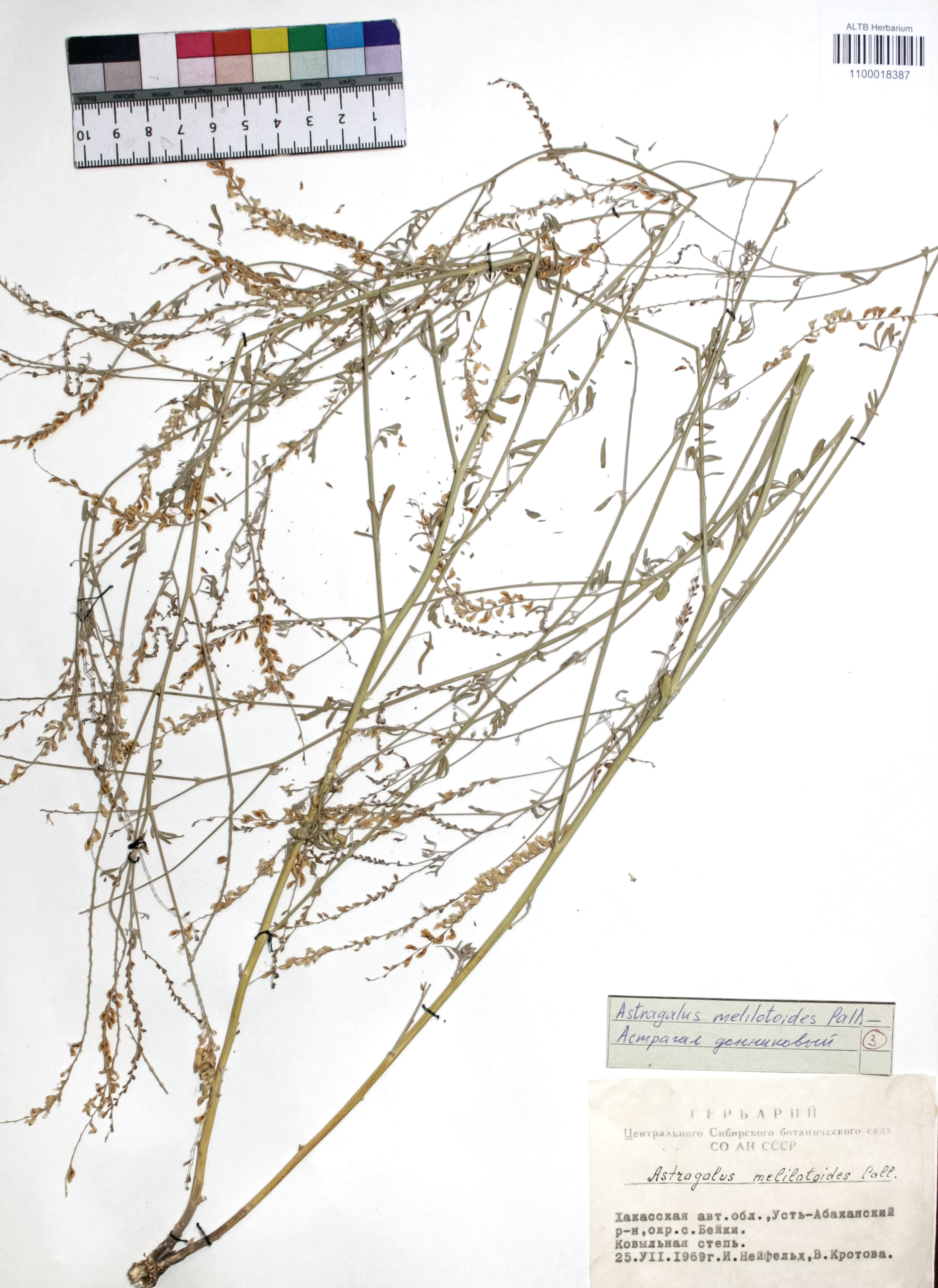 Astragalus melilotoides Pall.
