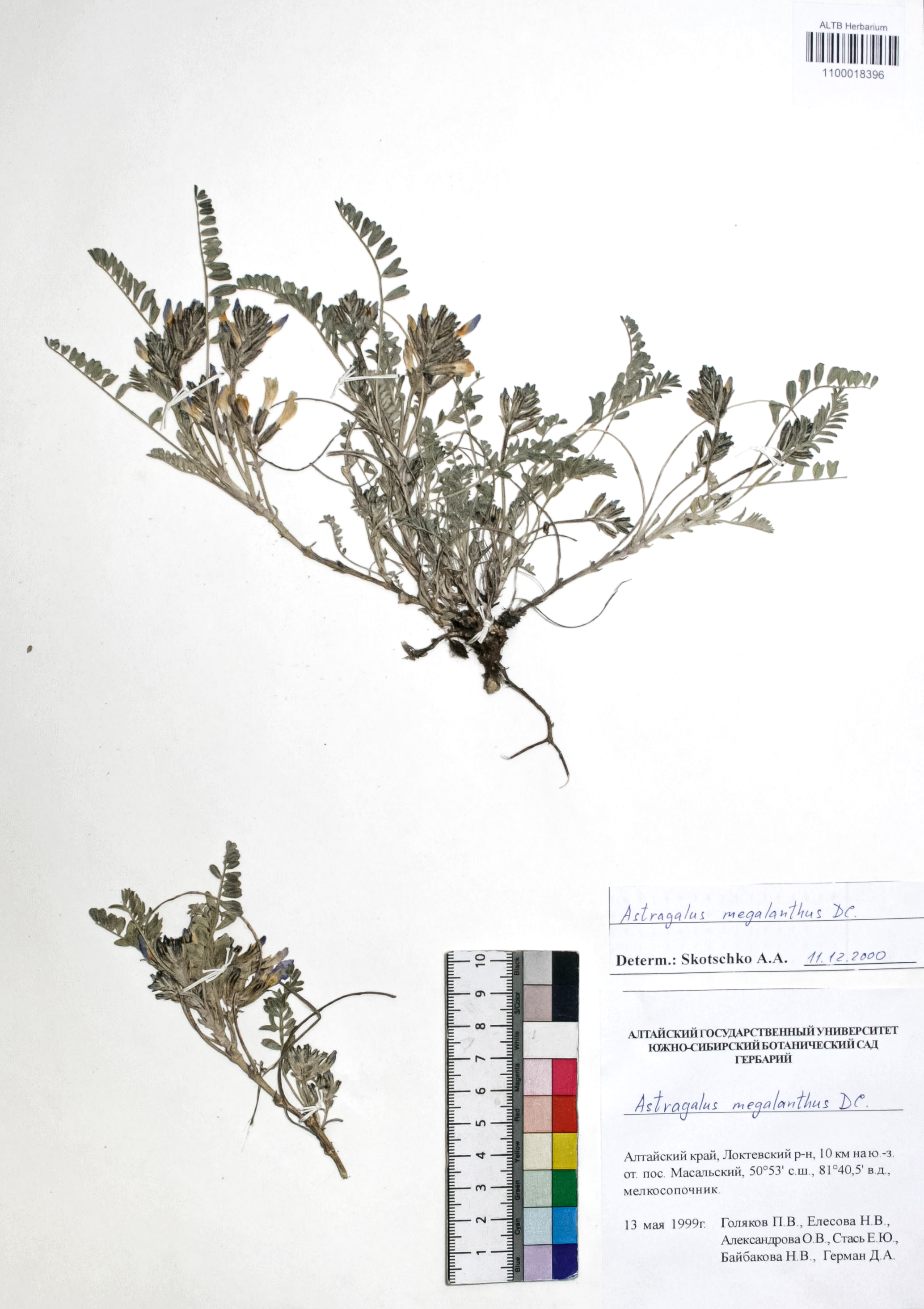 Astragalus macropterus DC.