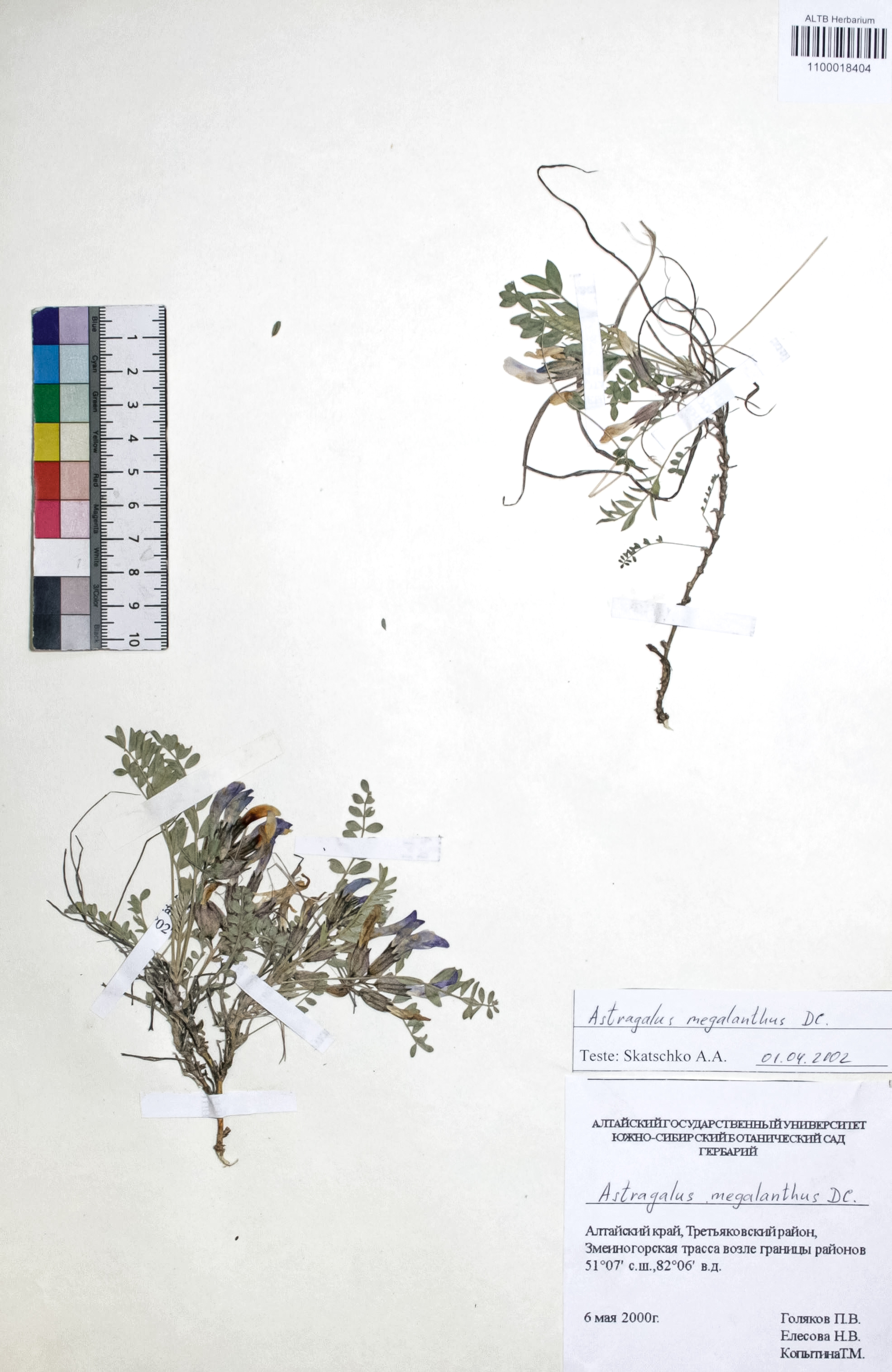 Astragalus macropterus DC.