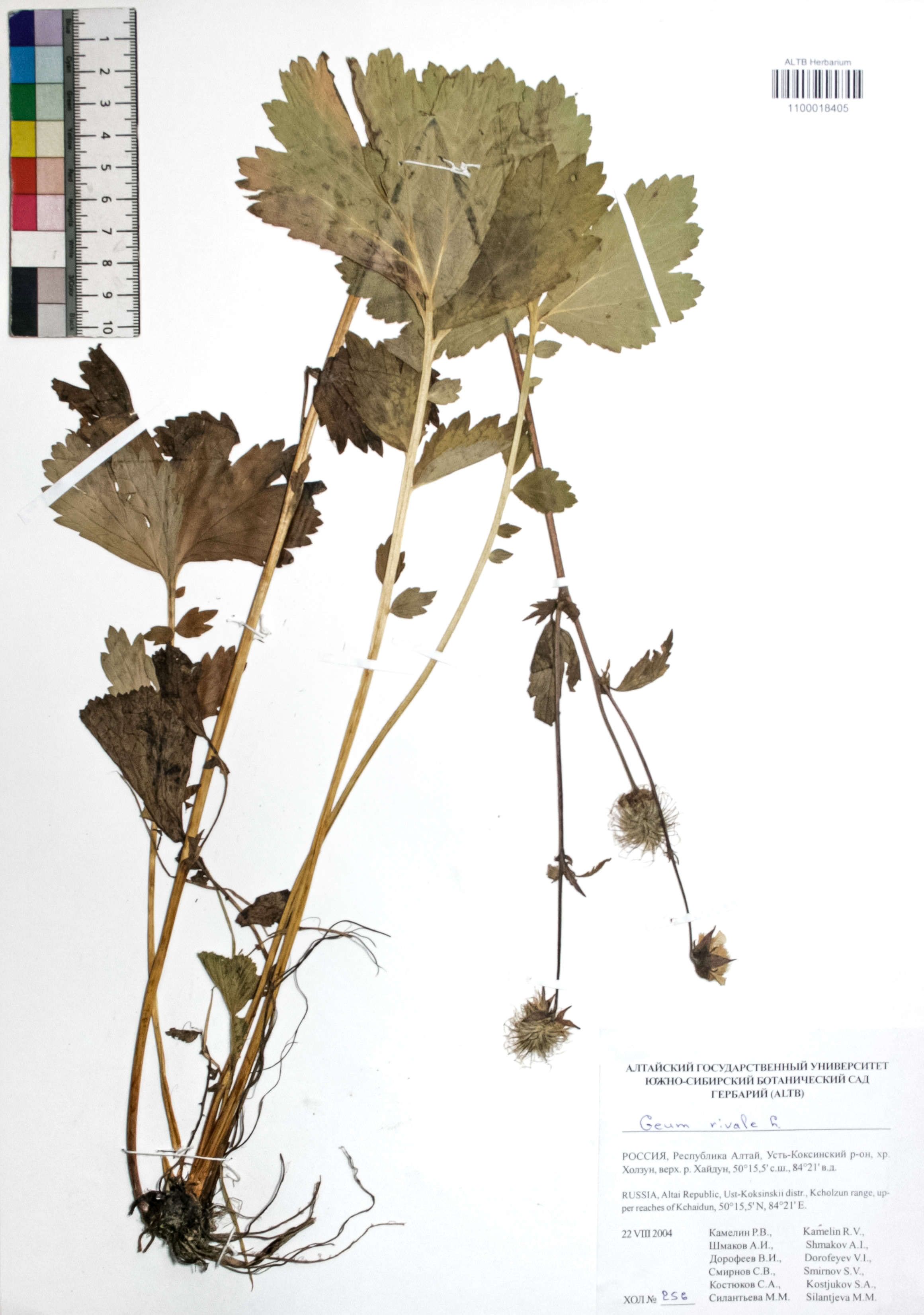 Geum rivale L.