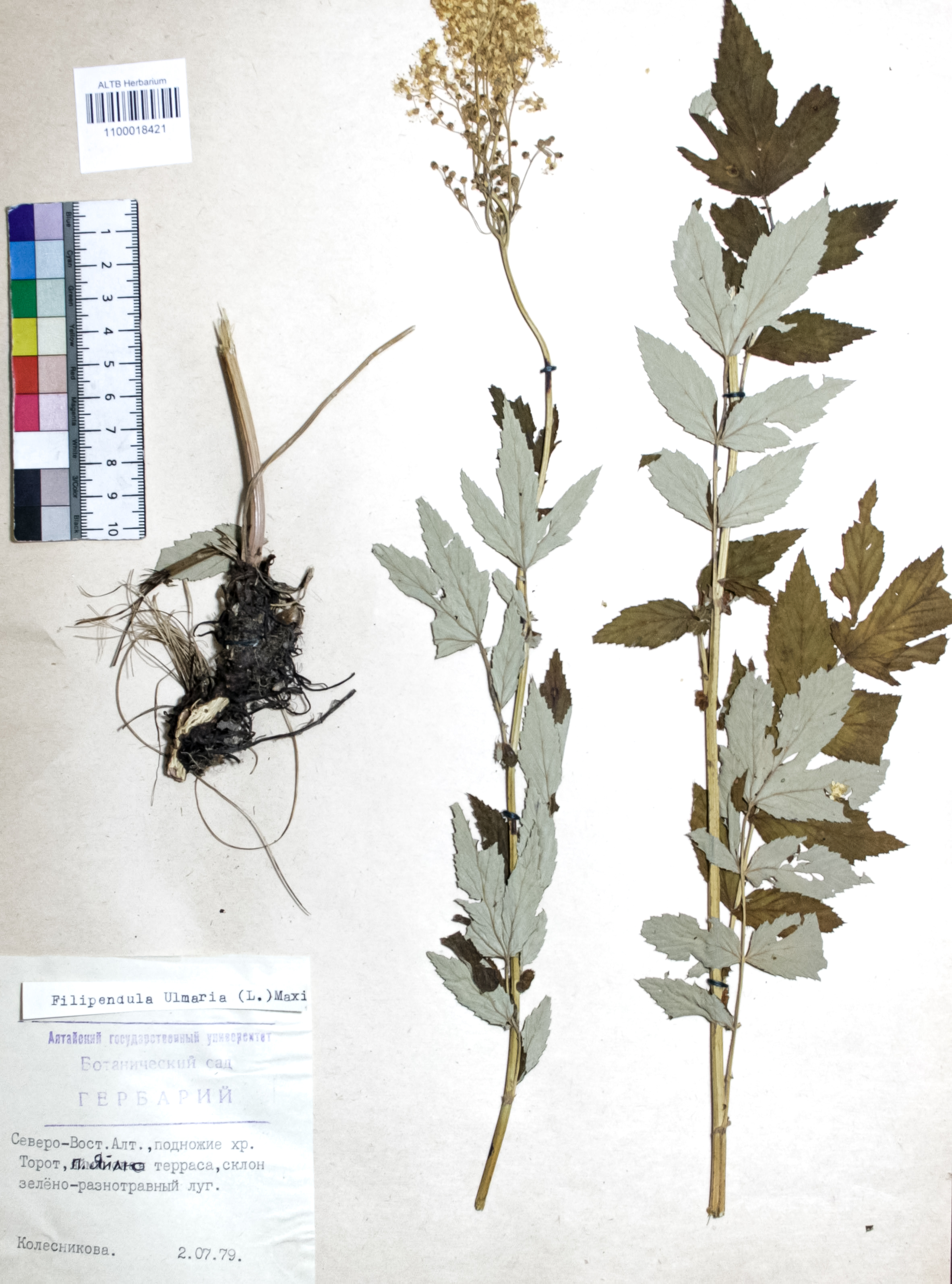 Filipendula ulmaria (L.) Maxim.