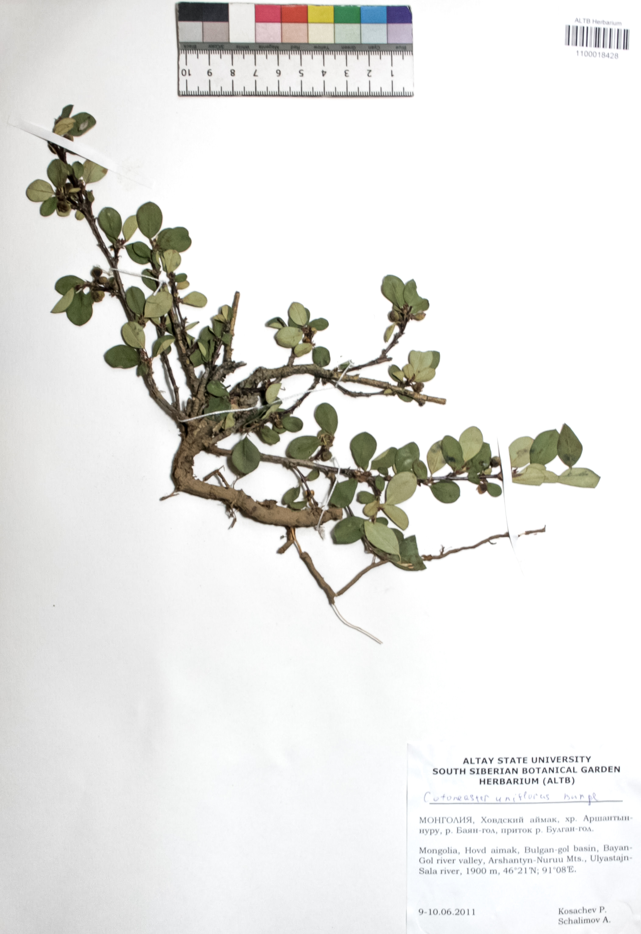 Cotoneaster uniflorus Bunge