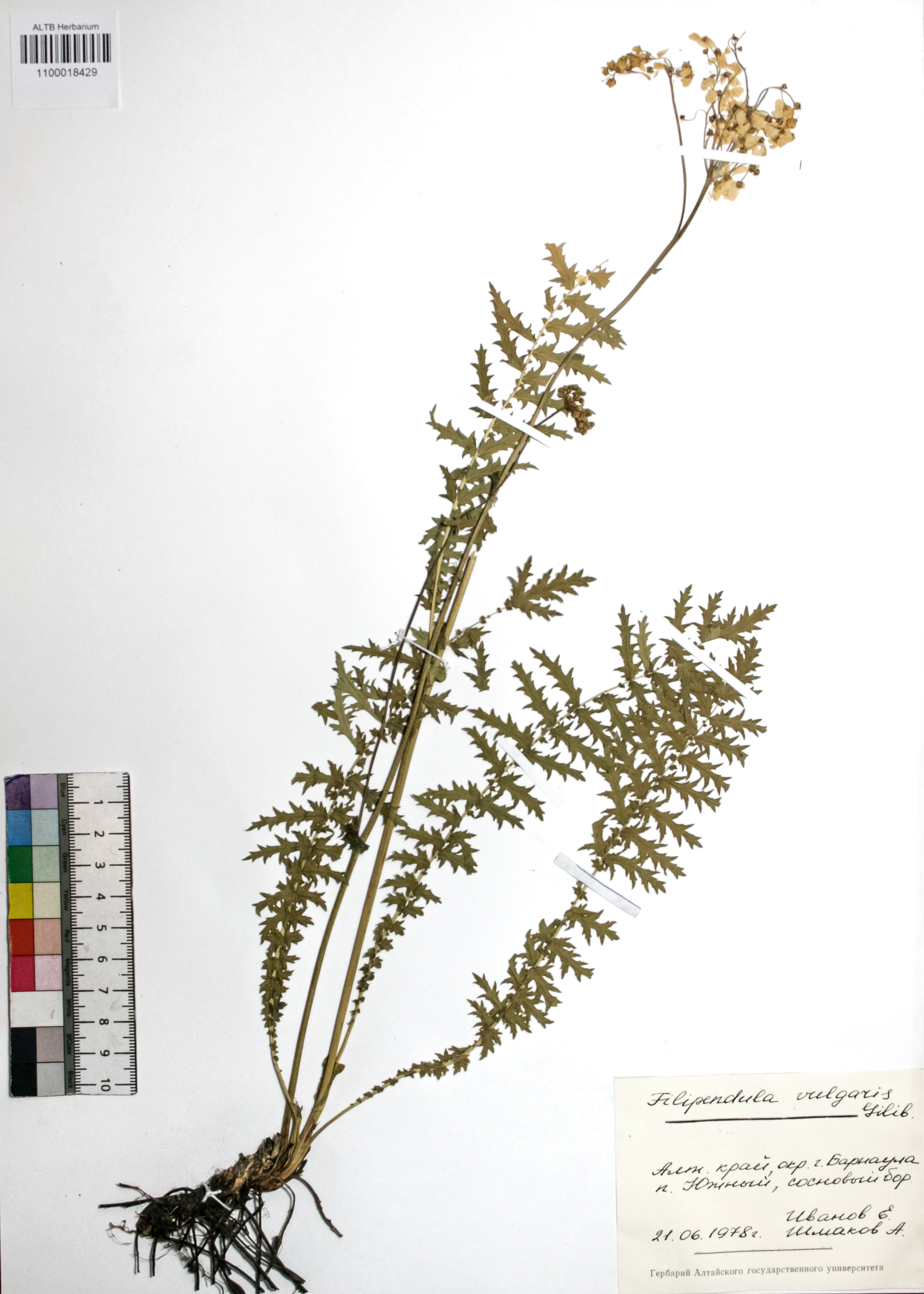 Filipendula vulgaris Moench
