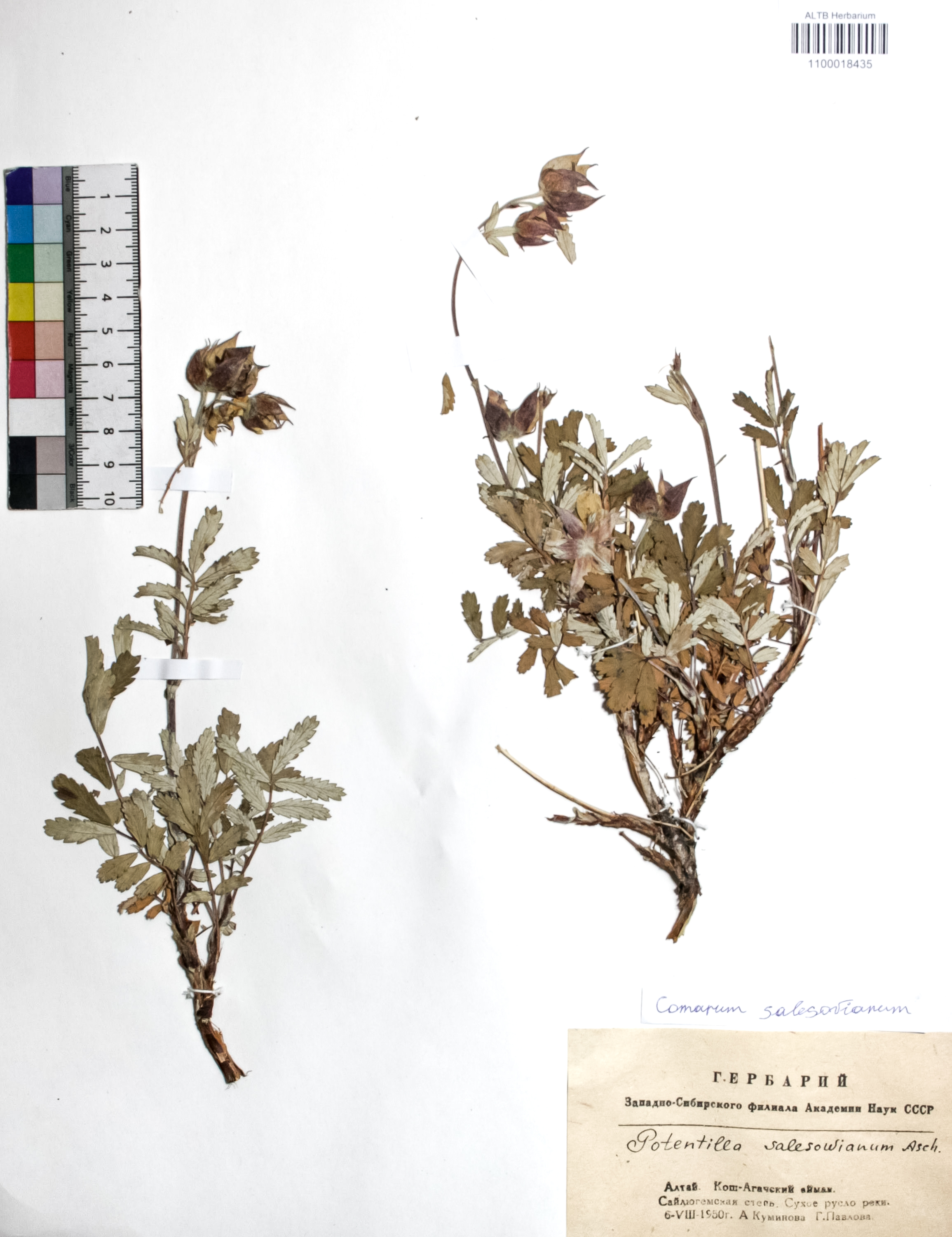Comarum salesovianum (Steph) Asch. et Graebn.