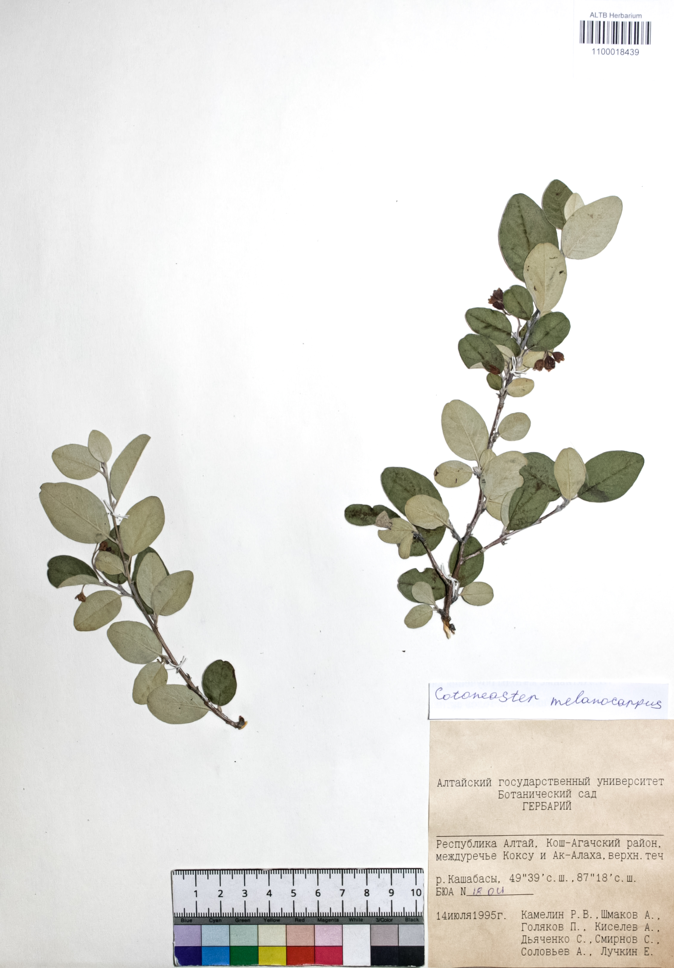 Cotoneaster melanocarpus Fisch. ex Blytt