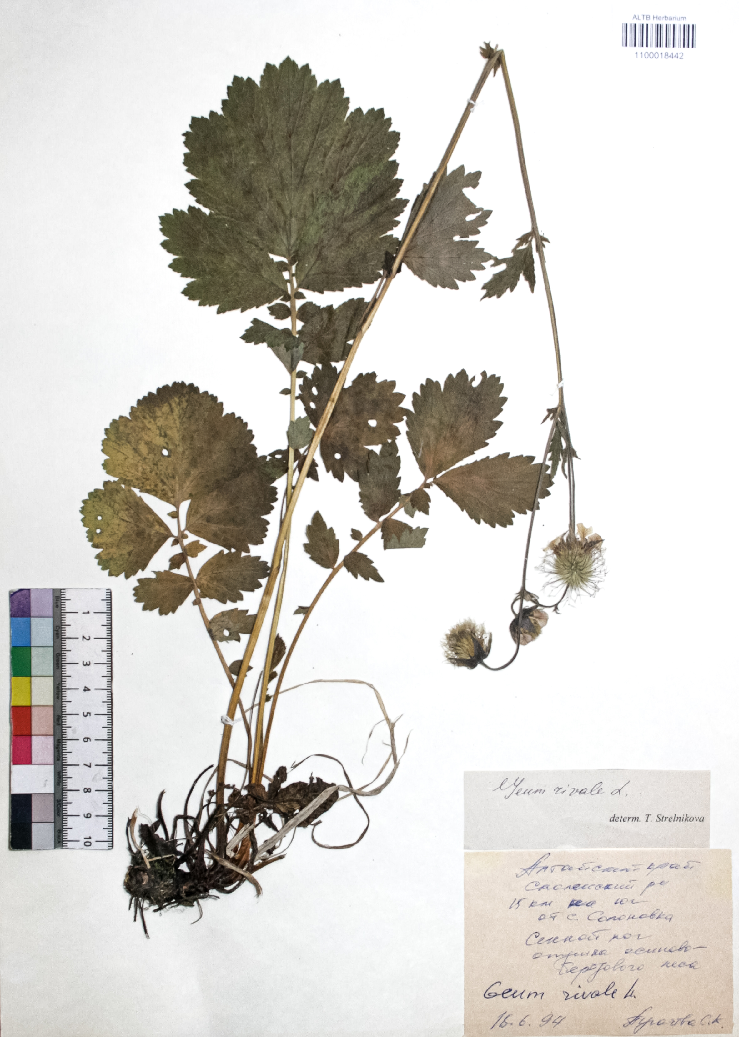 Geum rivale L.