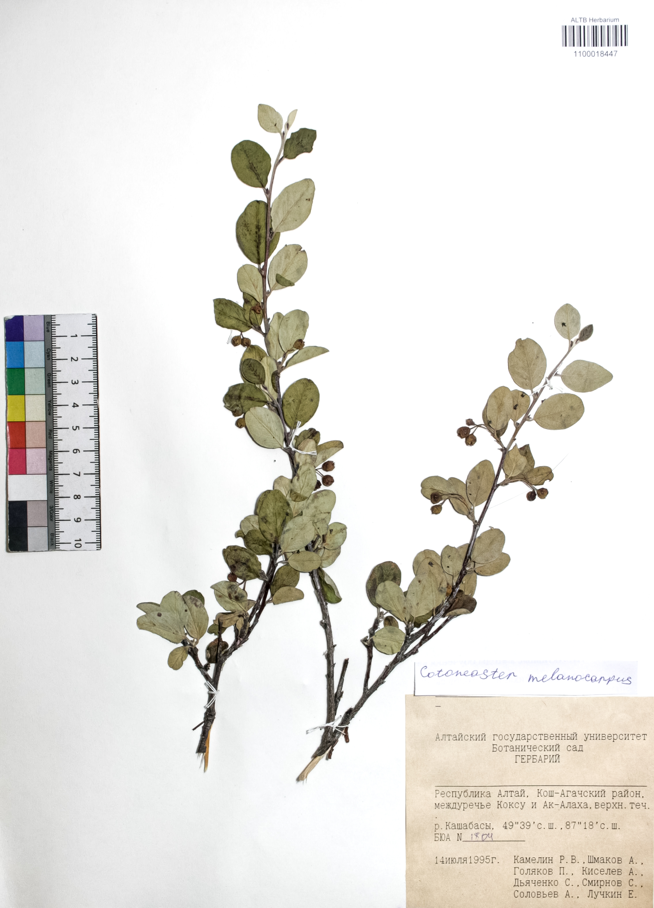 Cotoneaster melanocarpus Fisch. ex Blytt