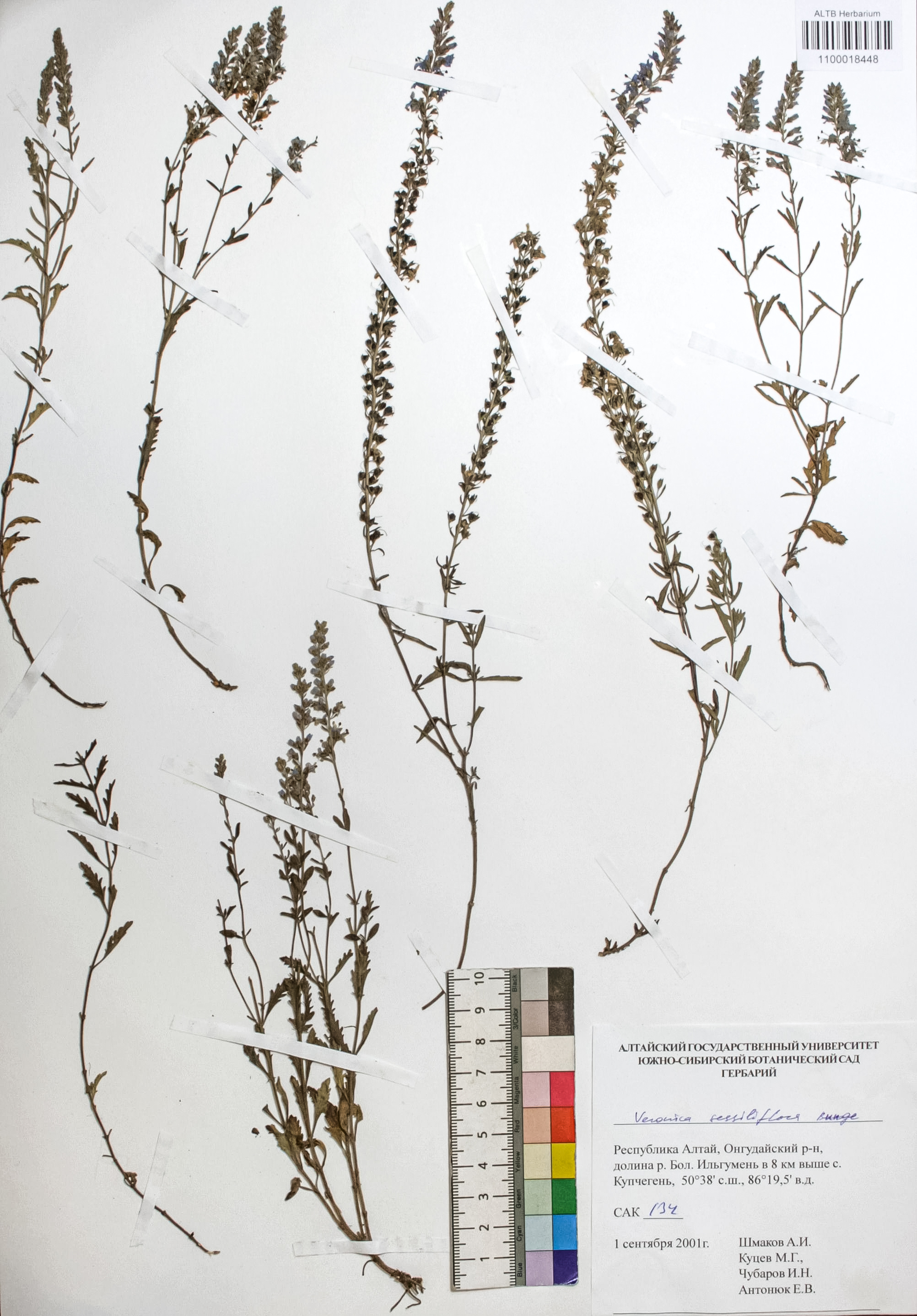 Veronica sessiliflora Bunge