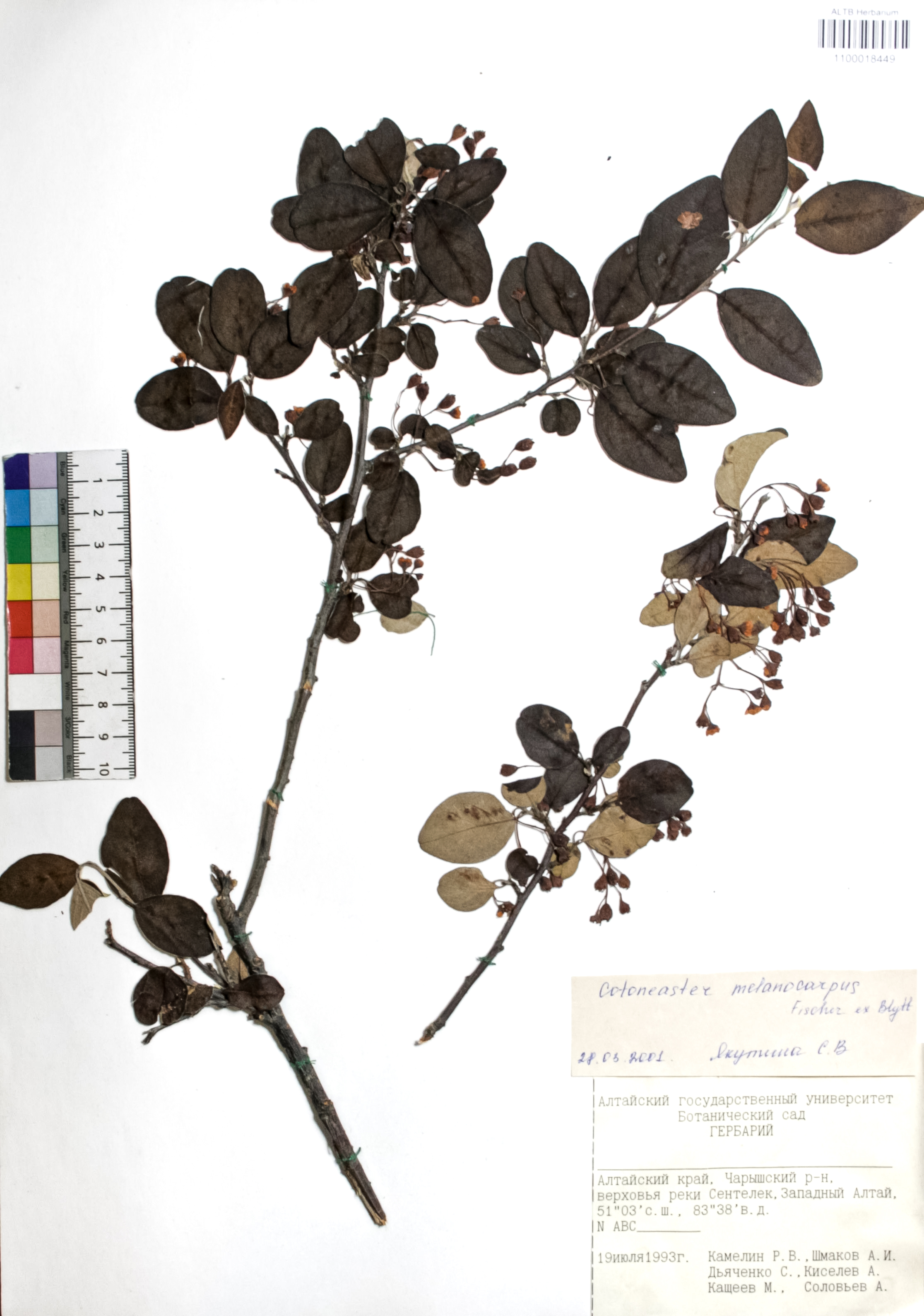 Cotoneaster melanocarpus Fisch. ex Blytt
