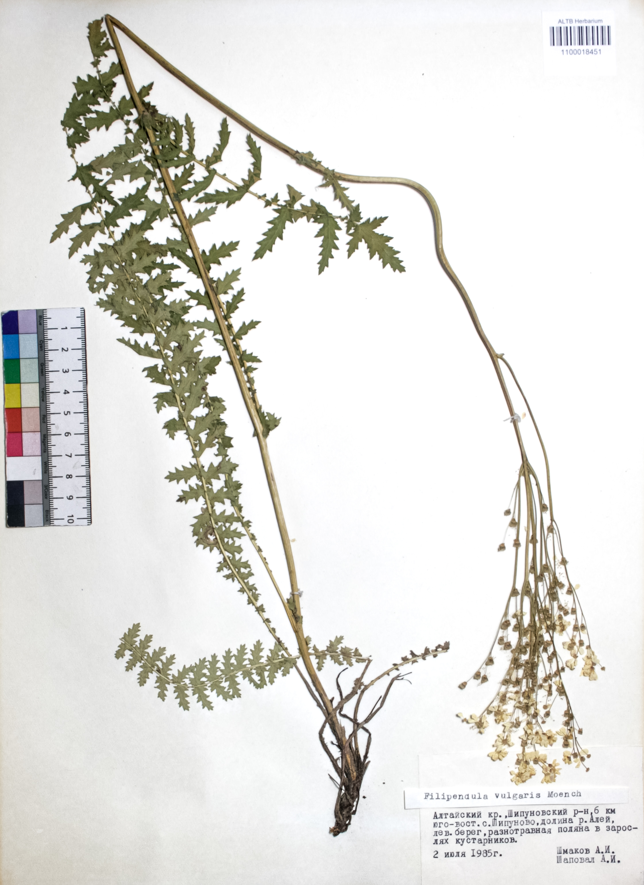 Filipendula vulgaris Moench