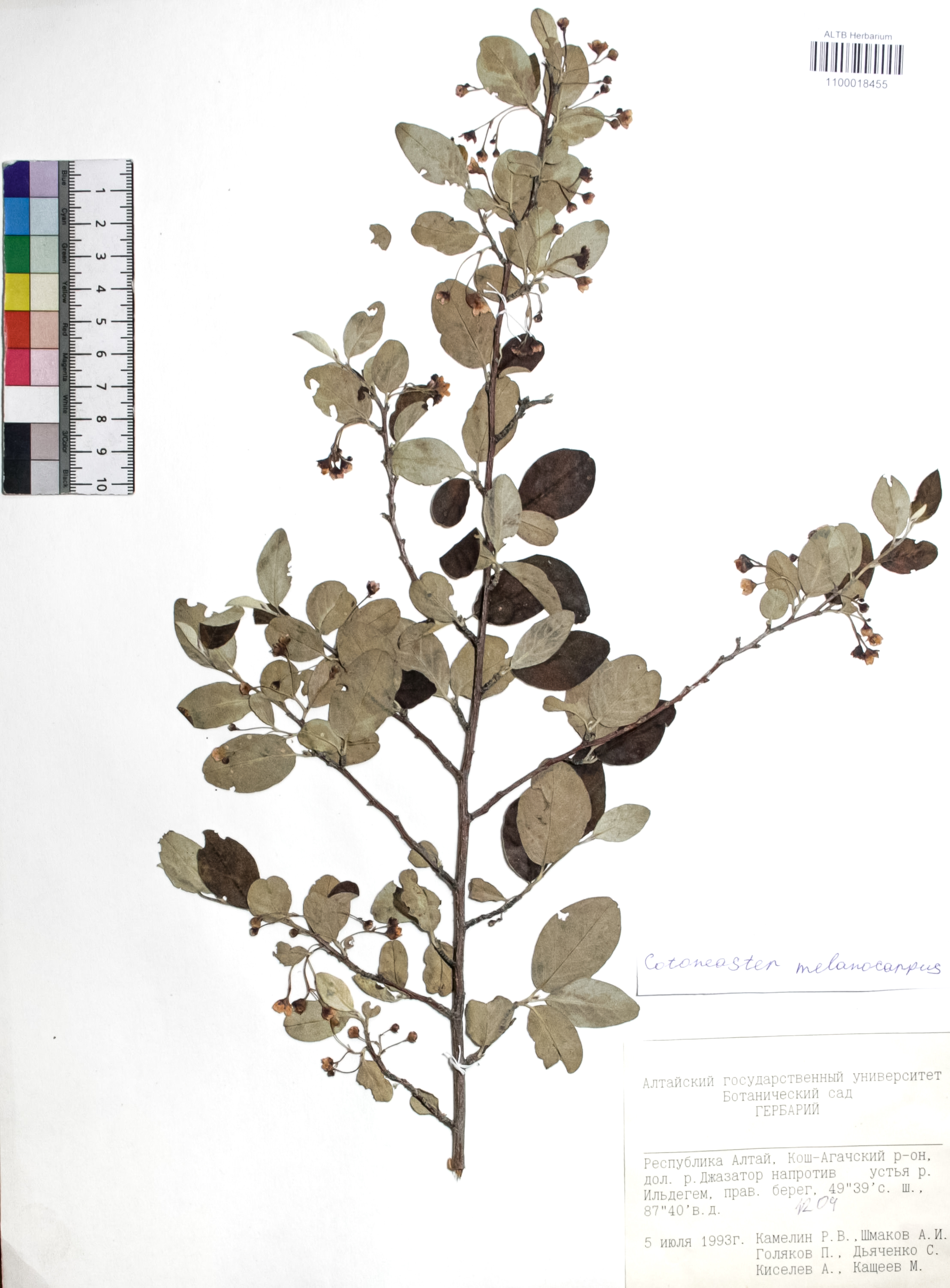 Cotoneaster melanocarpus Fisch. ex Blytt