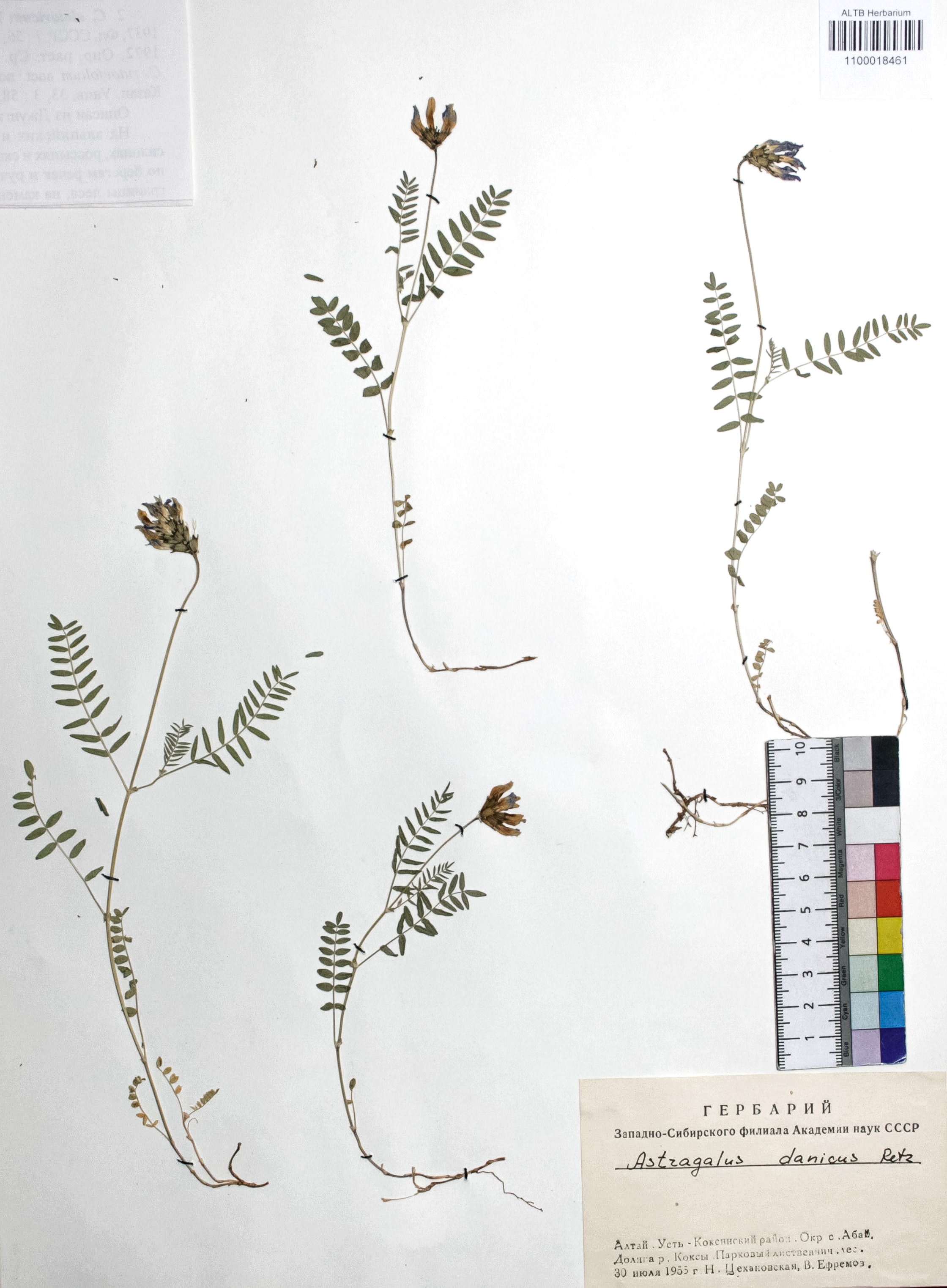Astragalus danicus Retz.