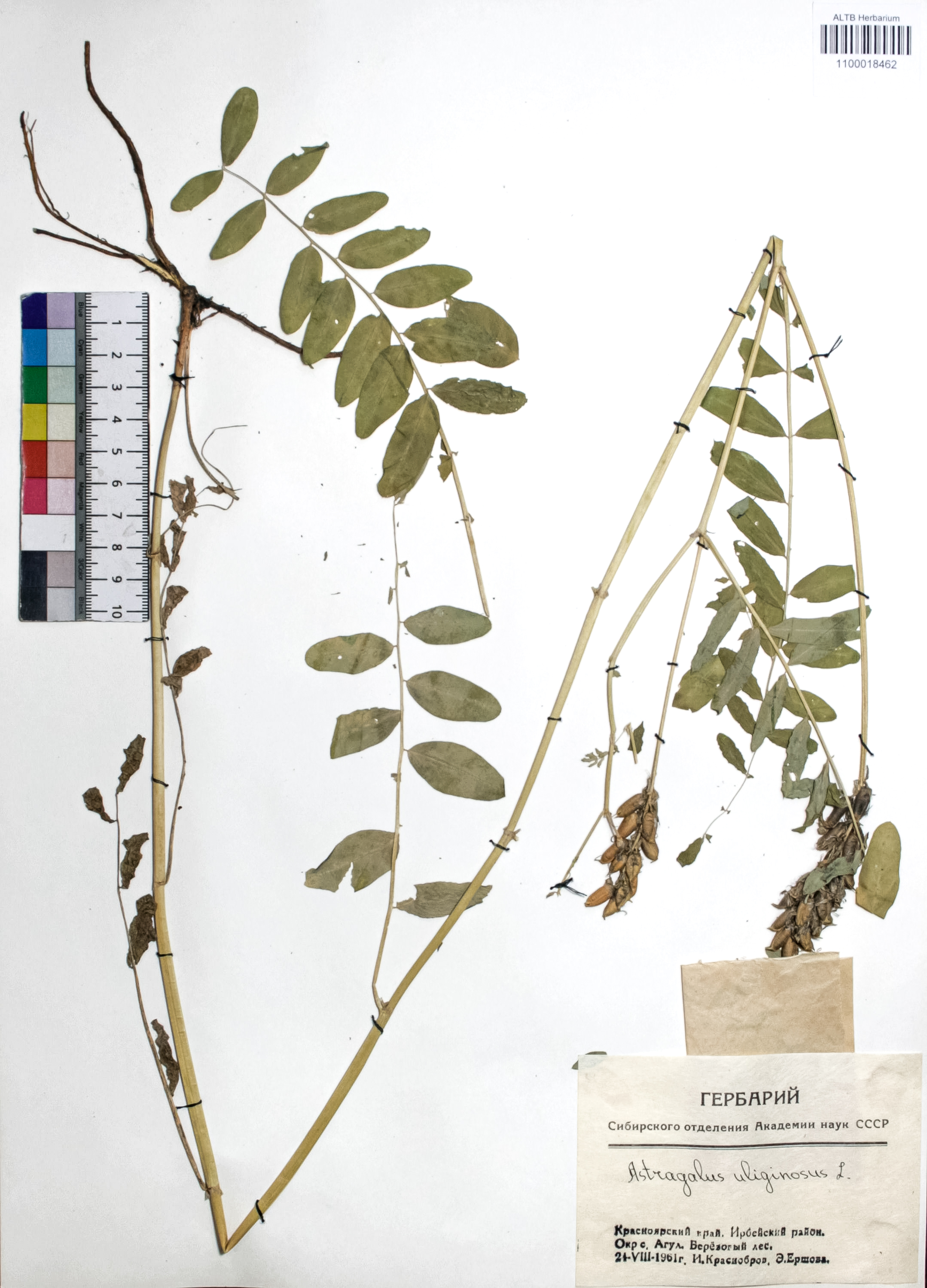 Astragalus uliginosus L