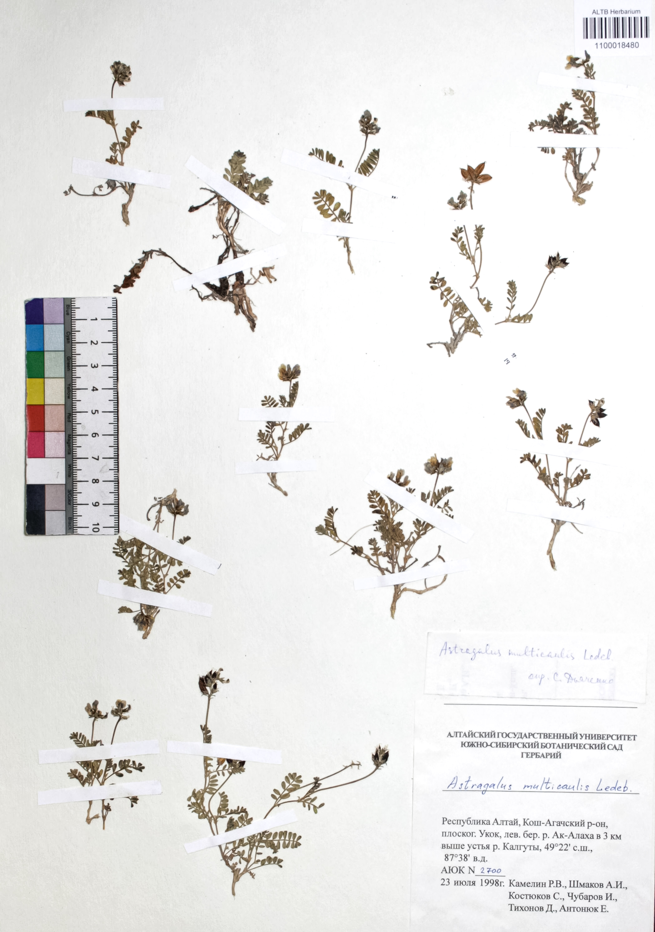 Astragalus multicaulis Ledeb.