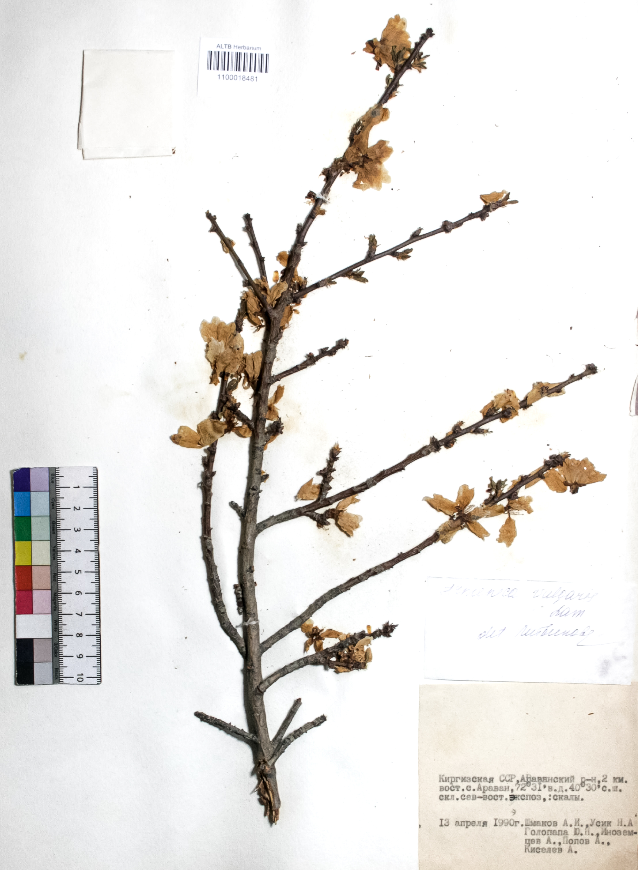 Prunus armeniaca L.