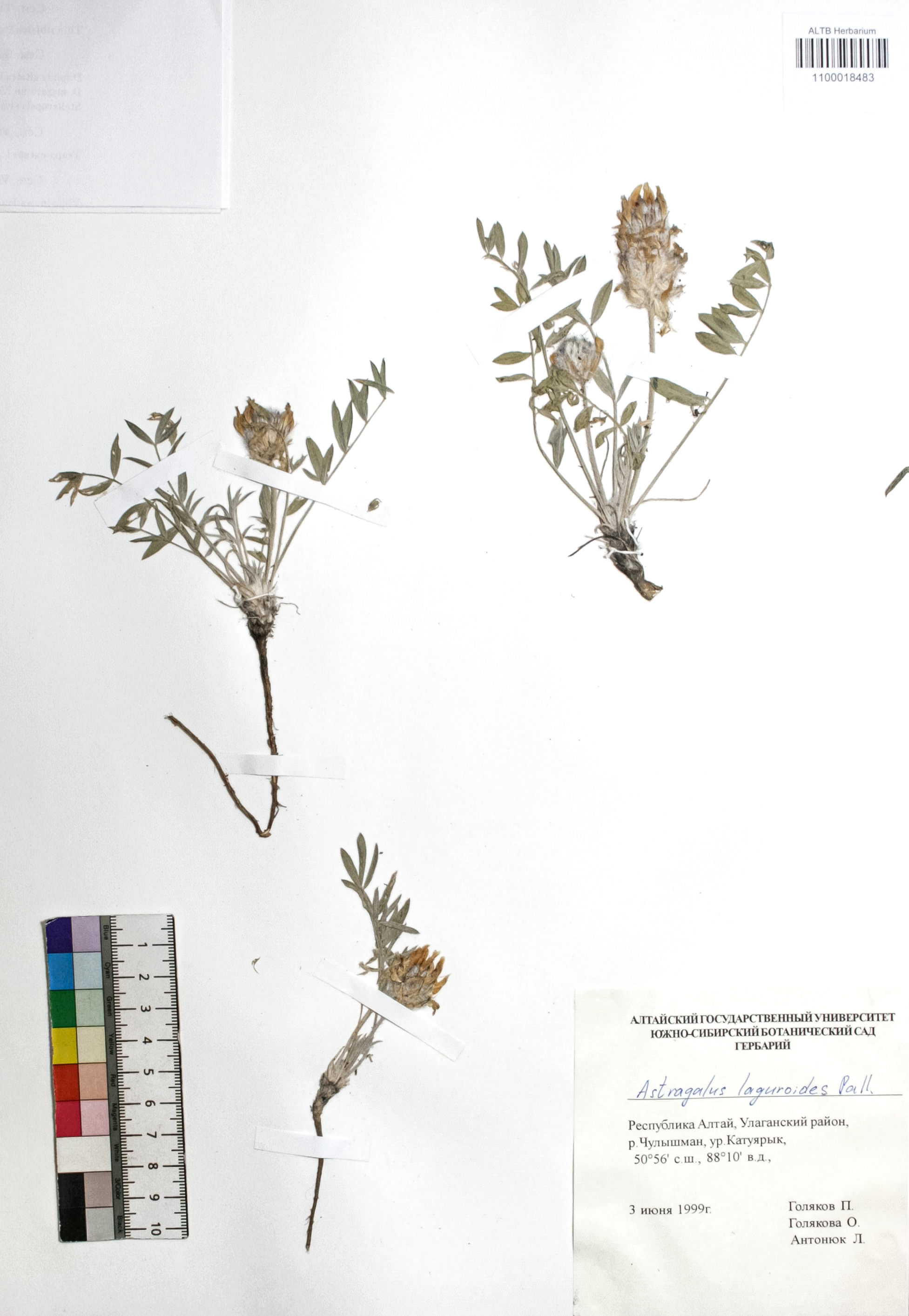Astragalus laguroides Pall.