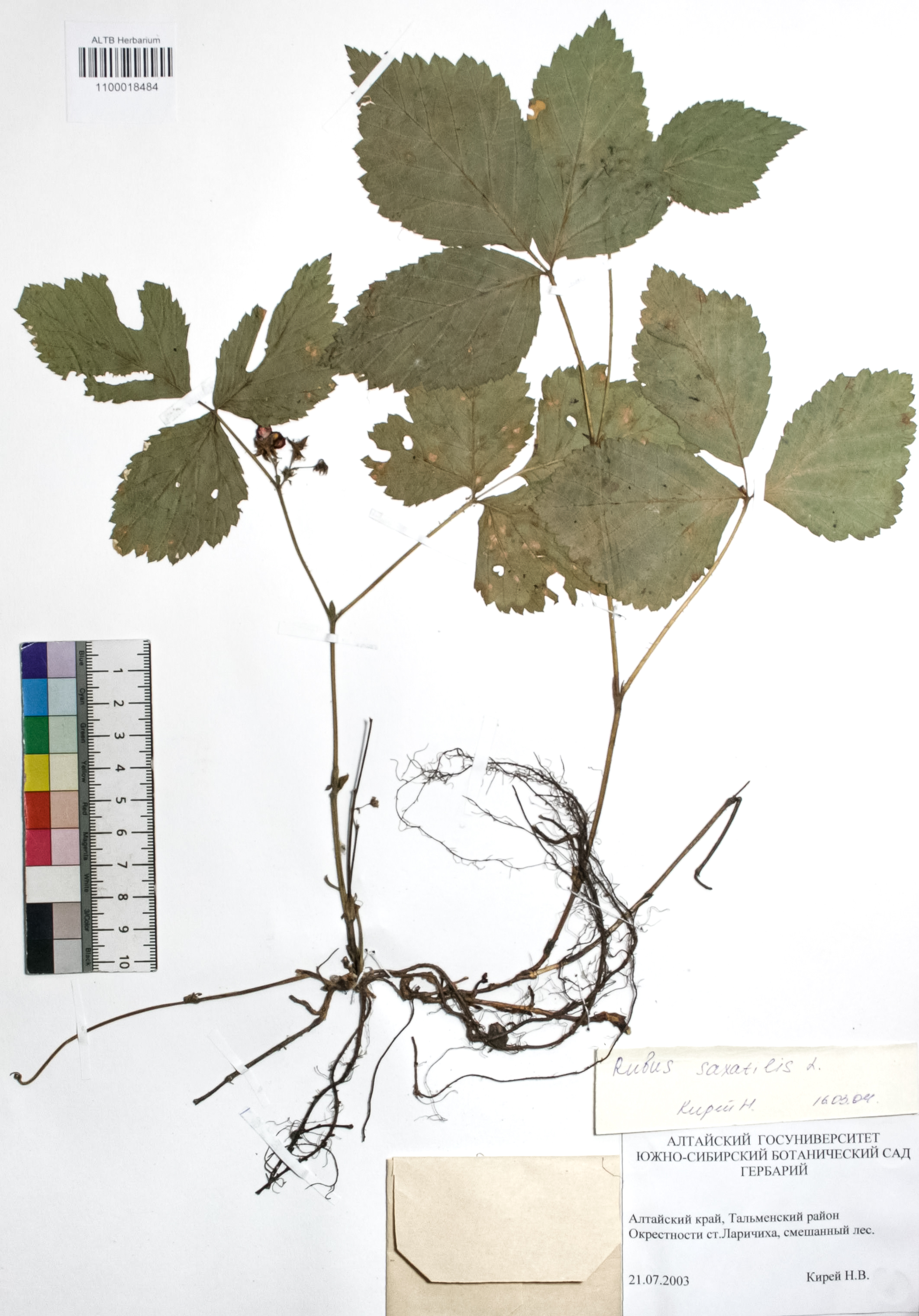 Rubus saxatilis L.