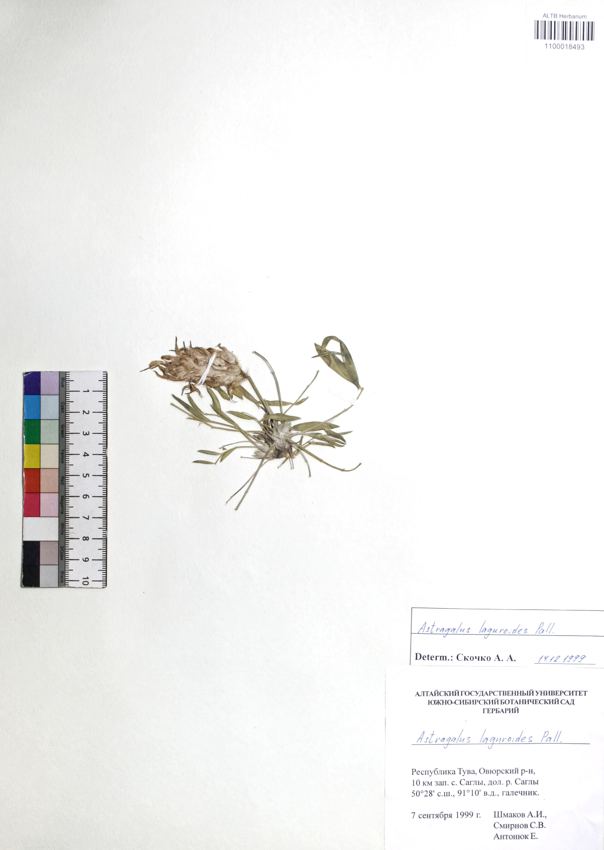 Astragalus laguroides Pall.